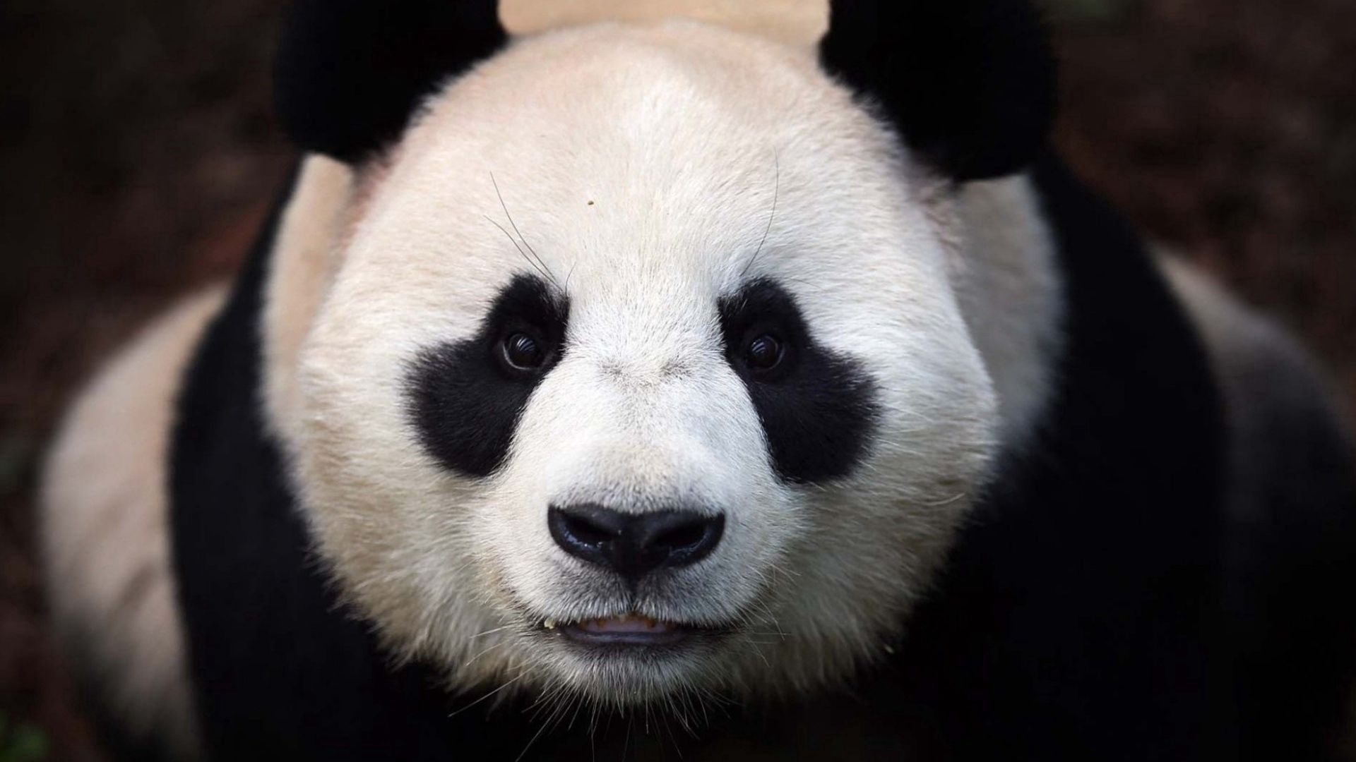 78986 télécharger le fond d'écran panda, animaux, museau, muselière, ours - économiseurs d'écran et images gratuitement
