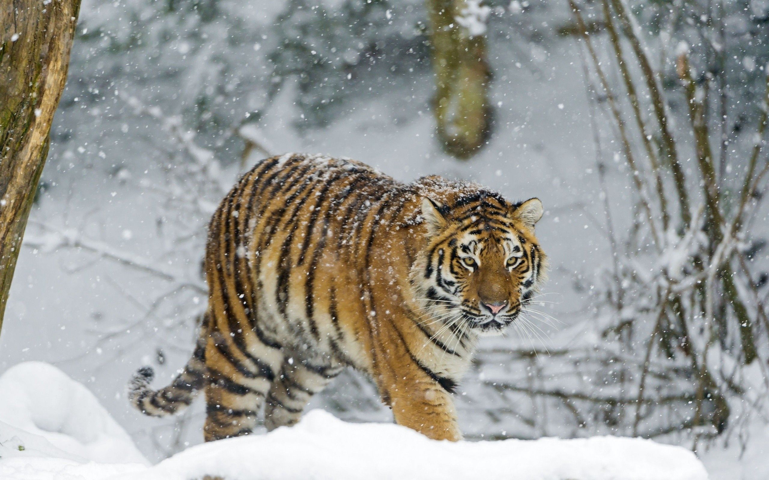 Free download wallpaper Animals, Stroll, Snow, Predator, Tiger on your PC desktop