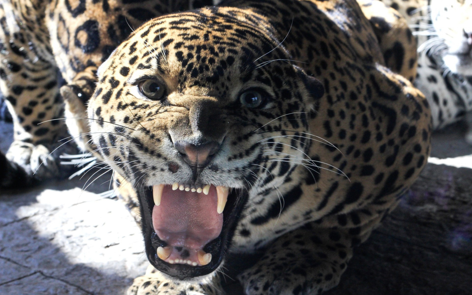 Download mobile wallpaper Leopard, Animal for free.