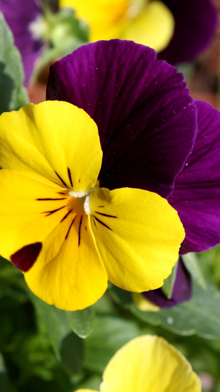 無料モバイル壁紙自然, フラワーズ, パンジー, 花, 地球, 黄色い花, 紫色の花をダウンロードします。