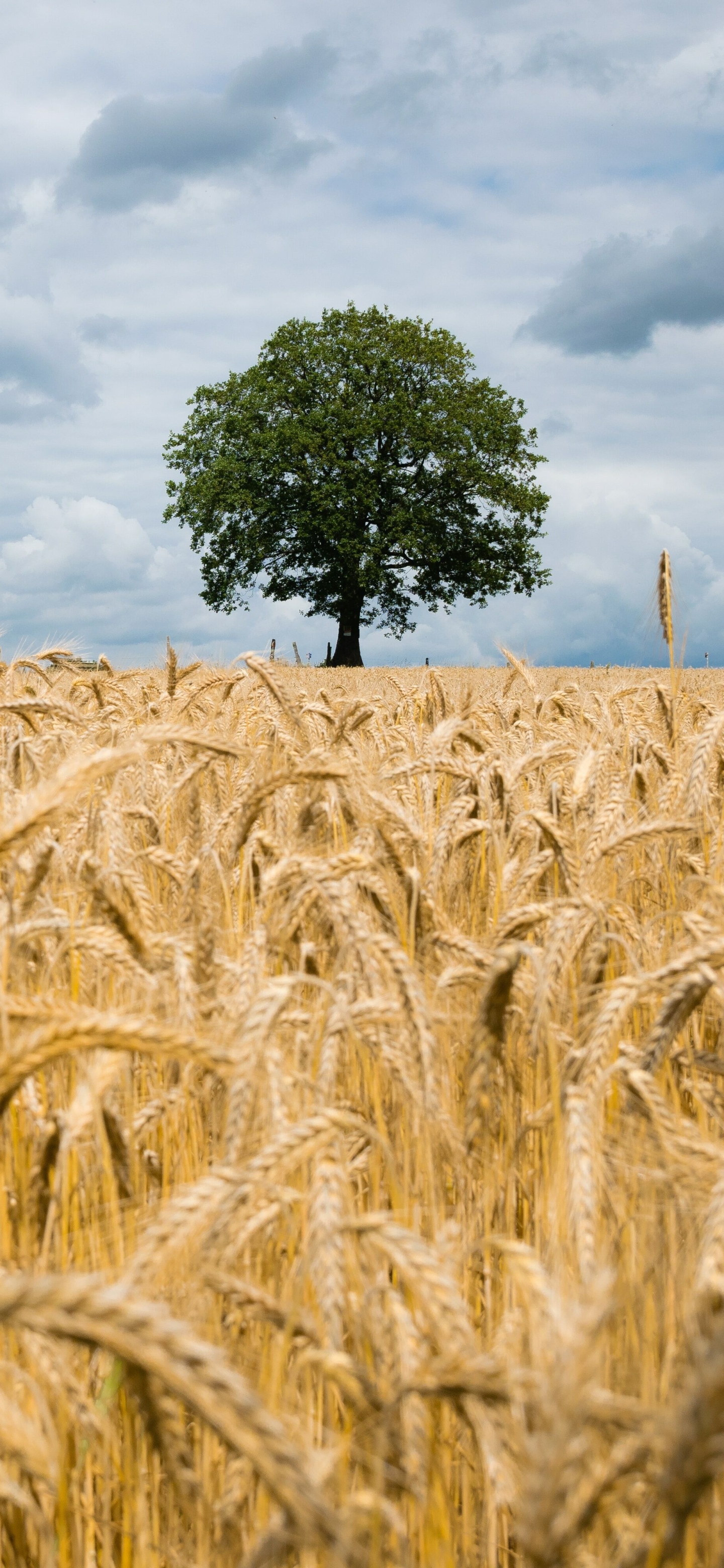 Handy-Wallpaper Sommer, Weizen, Erde/natur kostenlos herunterladen.