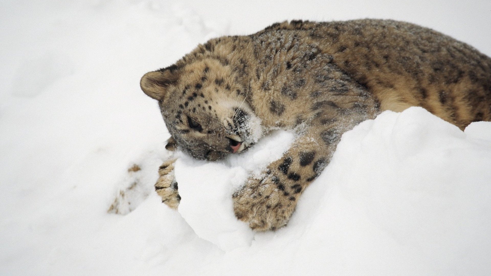 218307 baixar imagens animais, leopardo das neves, gatos - papéis de parede e protetores de tela gratuitamente