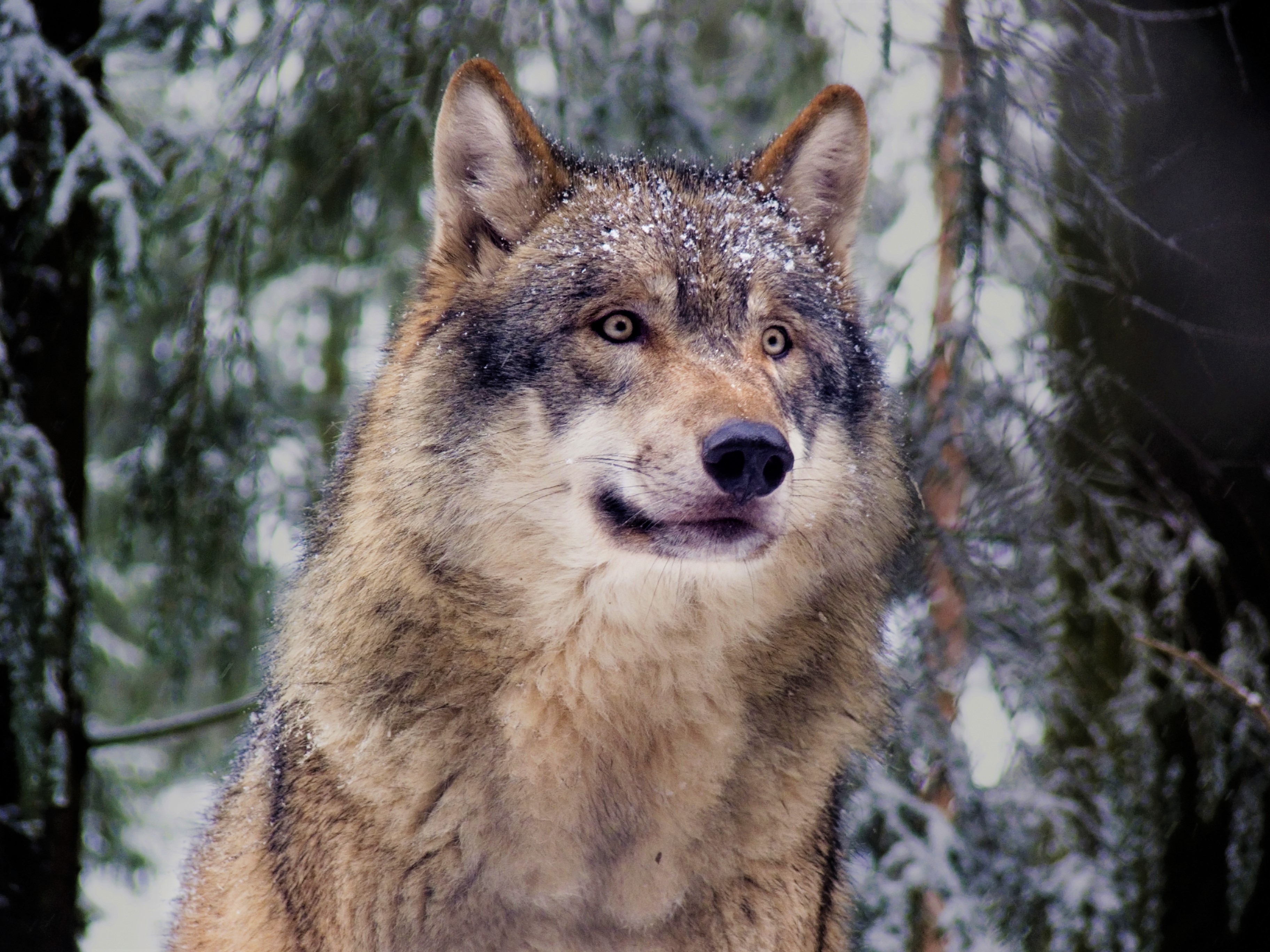 427319 descargar imagen lobo gris, animales, lobo, bosque, nieve, invierno, wolves: fondos de pantalla y protectores de pantalla gratis
