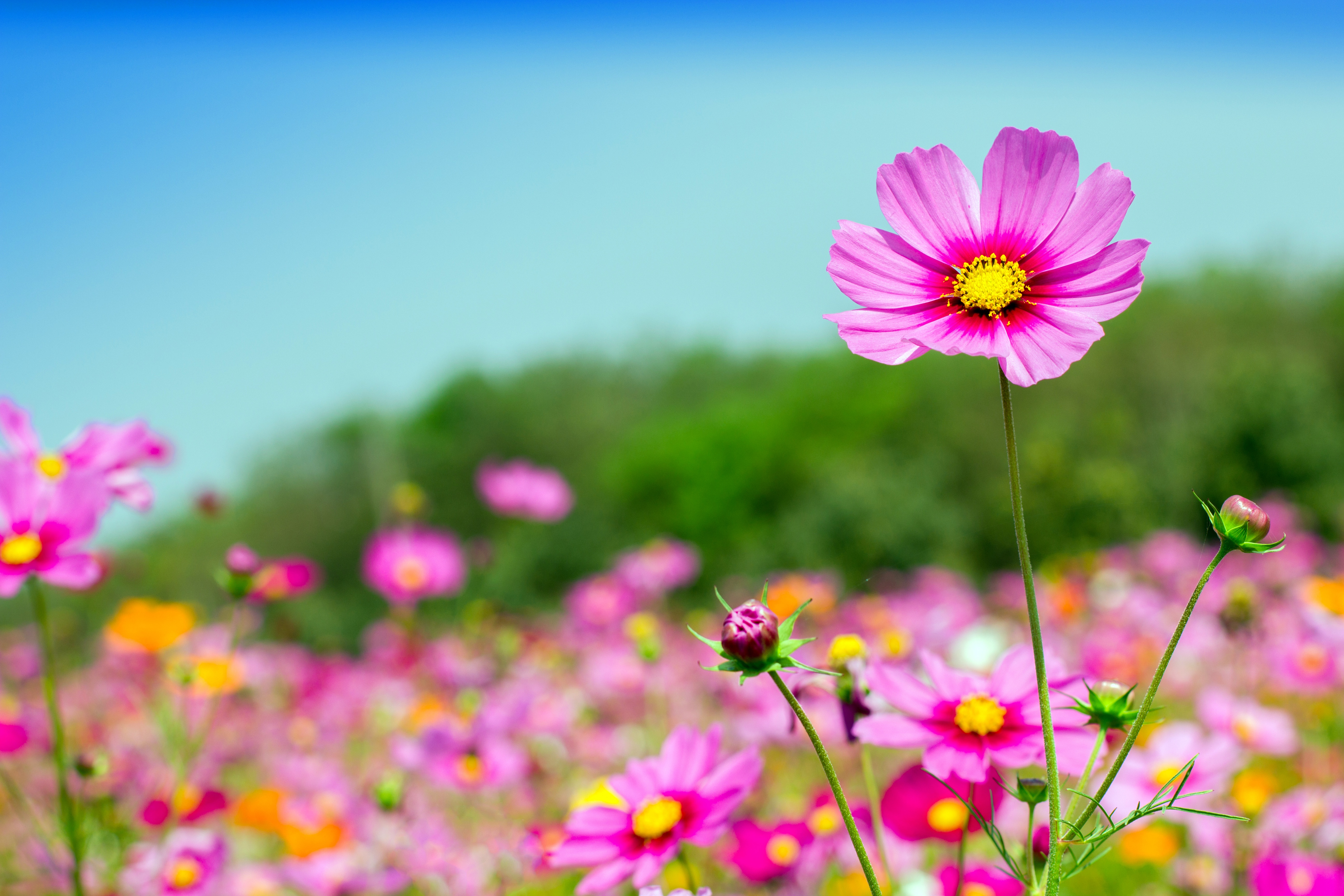 Free download wallpaper Nature, Flowers, Flower, Earth, Cosmos, Pink Flower, Depth Of Field on your PC desktop