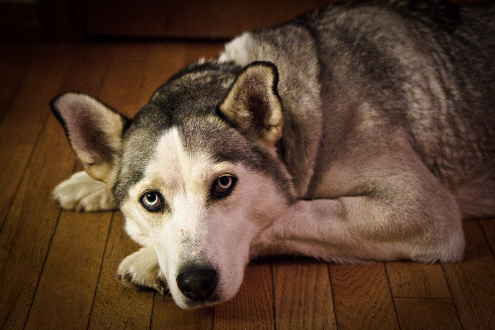 Baixar papel de parede para celular de Husky, Cães, Cão, Animais gratuito.