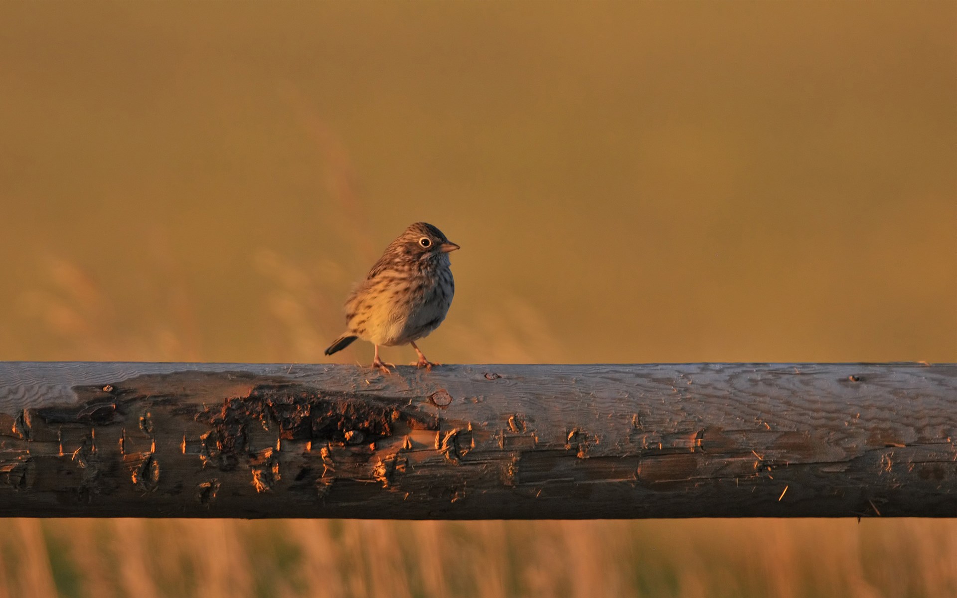 Téléchargez gratuitement l'image Oiseau, Des Oiseaux, Animaux sur le bureau de votre PC