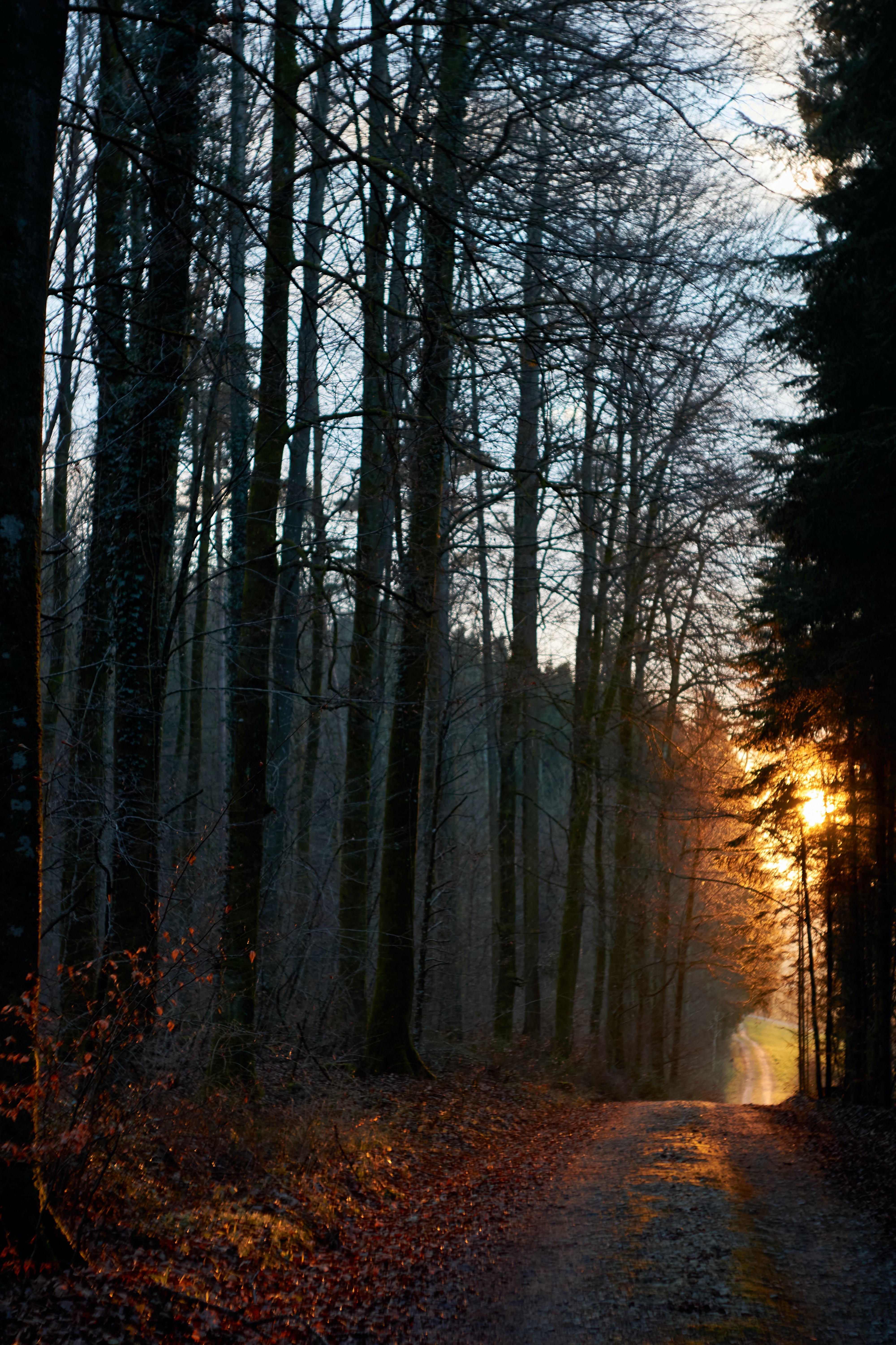 Free download wallpaper Nature, Sun, Rays, Beams, Forest, Path, Evening on your PC desktop