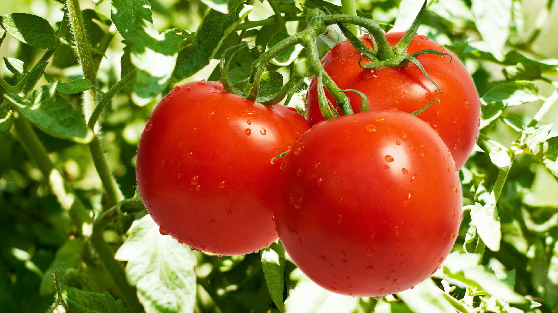 298624 Bild herunterladen nahrungsmittel, tomate, frucht, früchte - Hintergrundbilder und Bildschirmschoner kostenlos