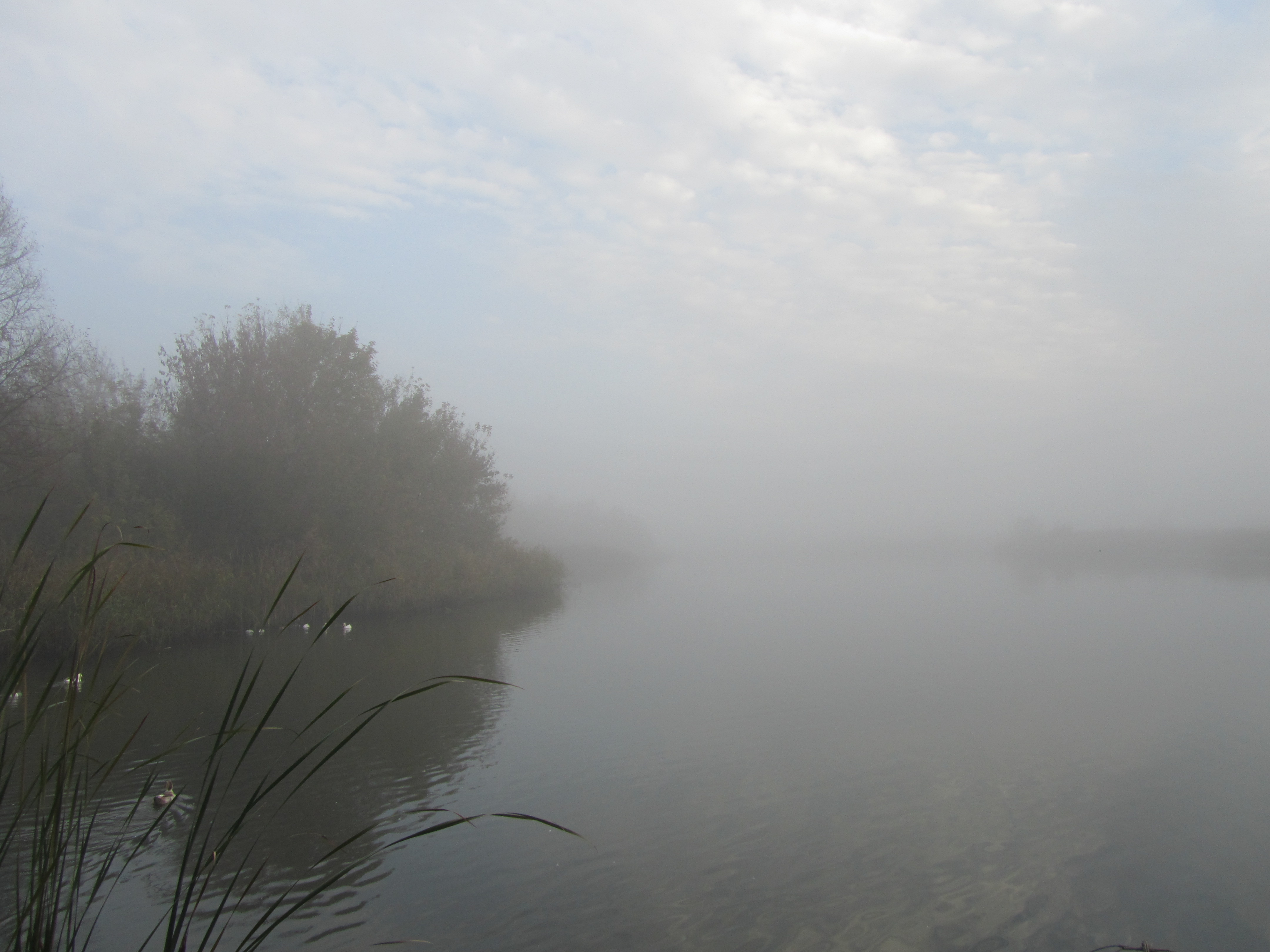 Baixar papel de parede para celular de Terra/natureza, Neblina gratuito.