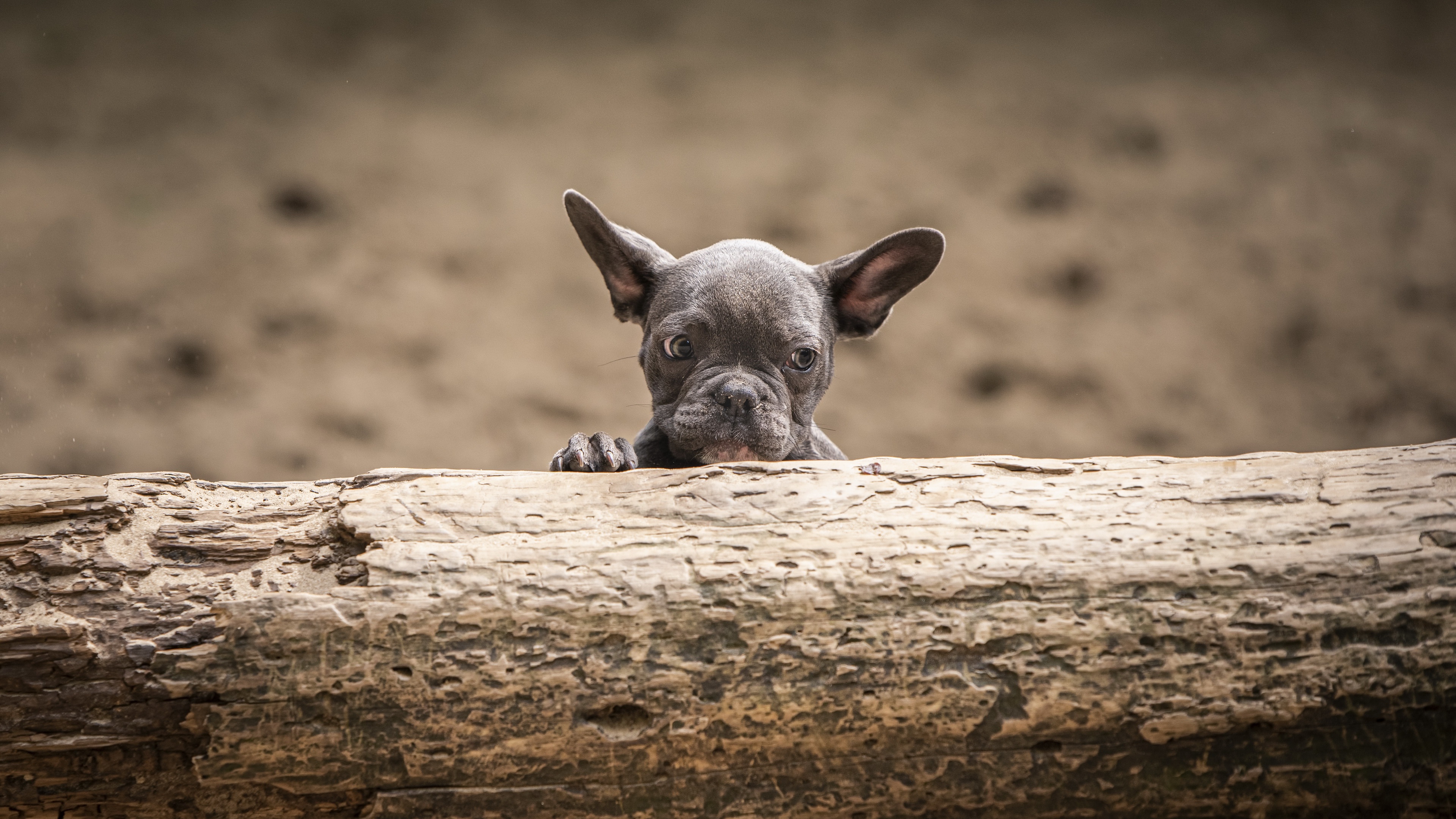 Baixe gratuitamente a imagem Animais, Cães, Cão, Animal Bebê, Filhote na área de trabalho do seu PC