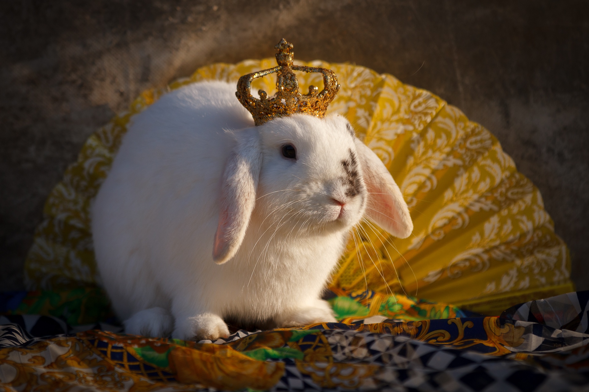 Free download wallpaper Crown, Animal, Rabbit on your PC desktop