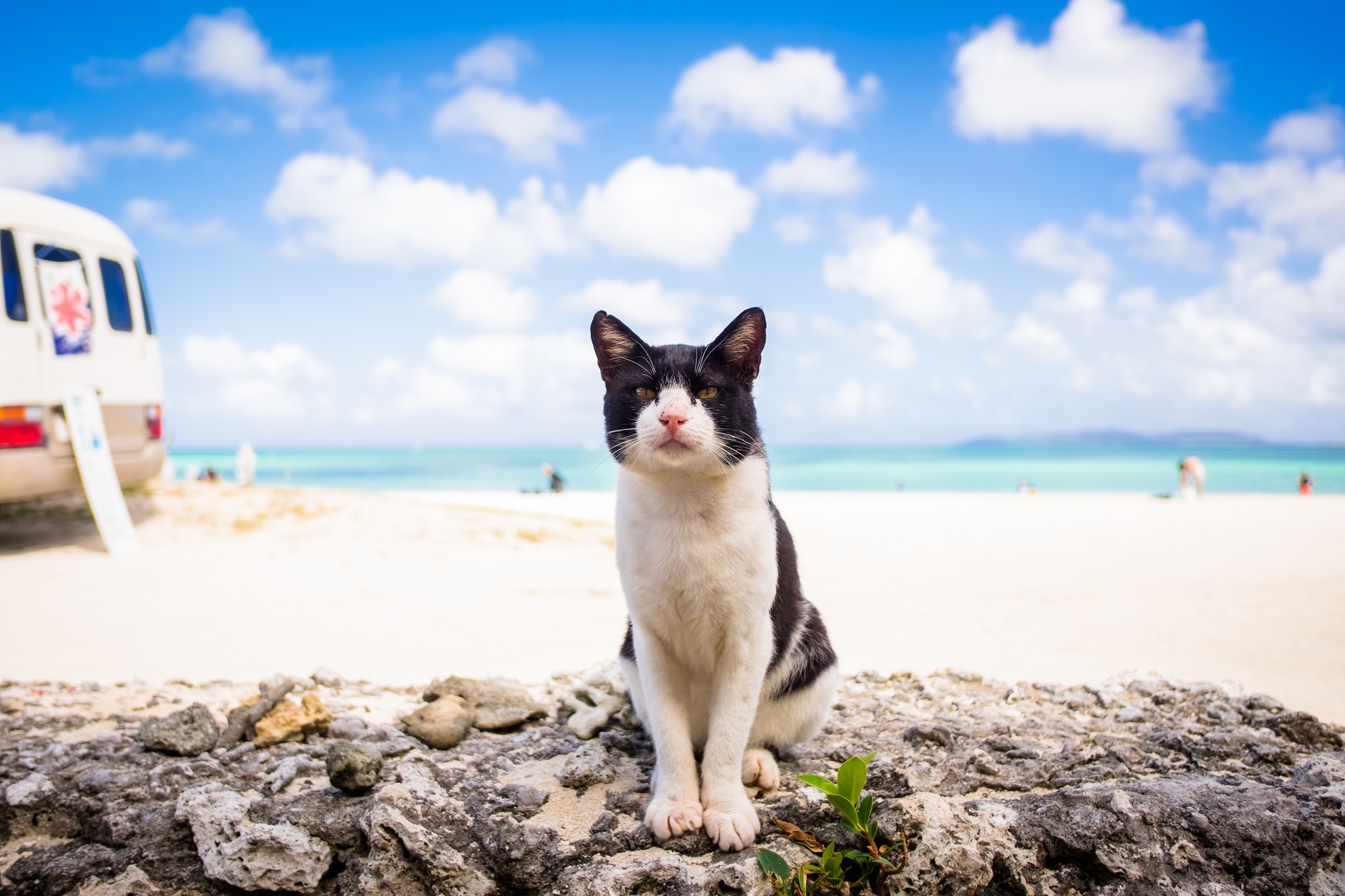 Скачати мобільні шпалери Кішка, Тварина, Коти, Пляжний, Глибина Різкості безкоштовно.