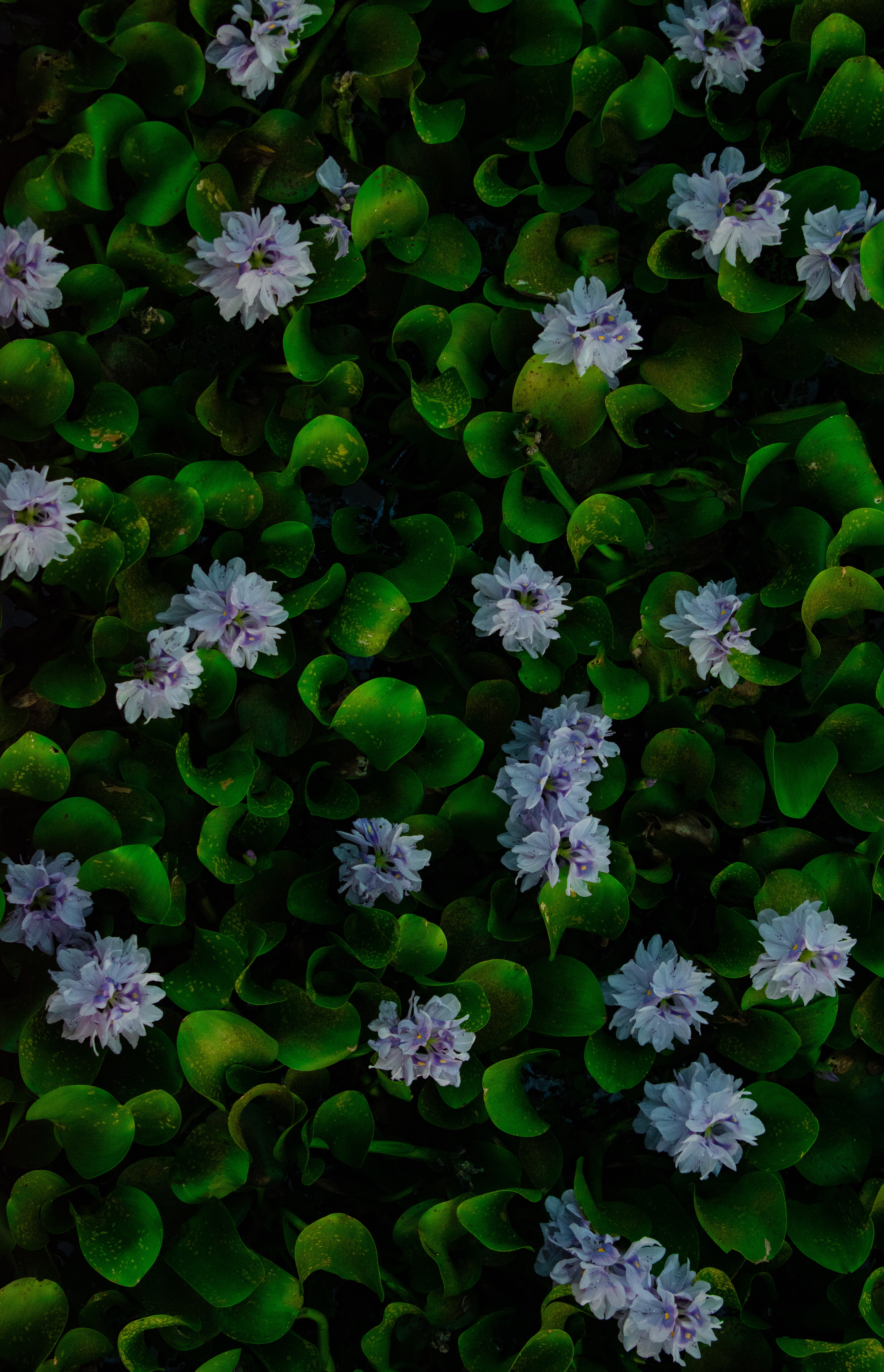 Скачать картинку Водяной Гиацинт, Растение, Листья, Макро, Цветы в телефон бесплатно.