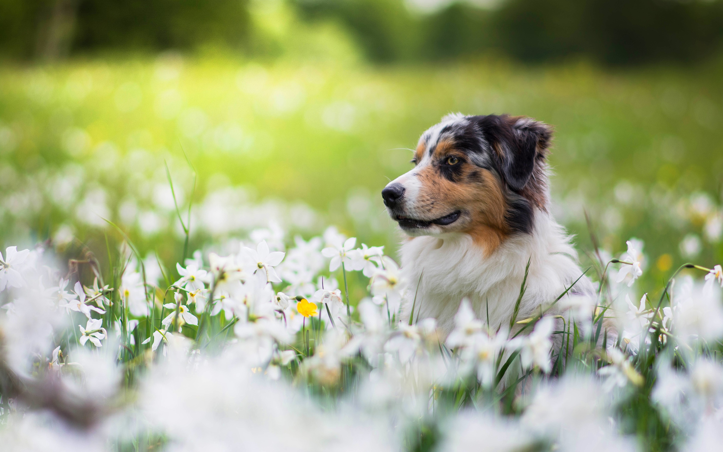 Descarga gratuita de fondo de pantalla para móvil de Animales, Perros, Flor, Perro, Primavera, Pastor Australiano, Flor Blanca.