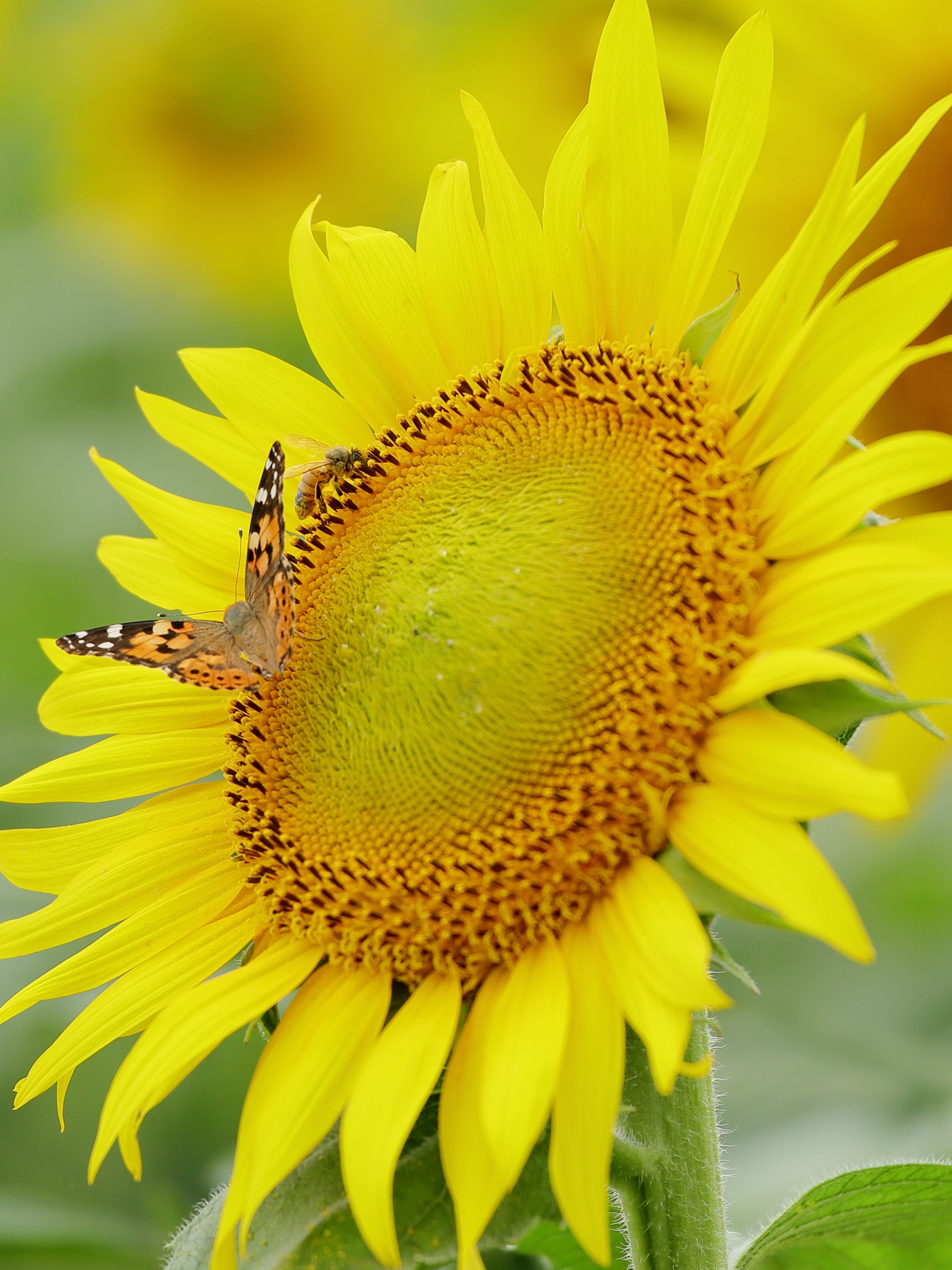 Descarga gratuita de fondo de pantalla para móvil de Flores, Flor, De Cerca, Mariposa, Girasol, Flor Amarilla, Tierra/naturaleza.