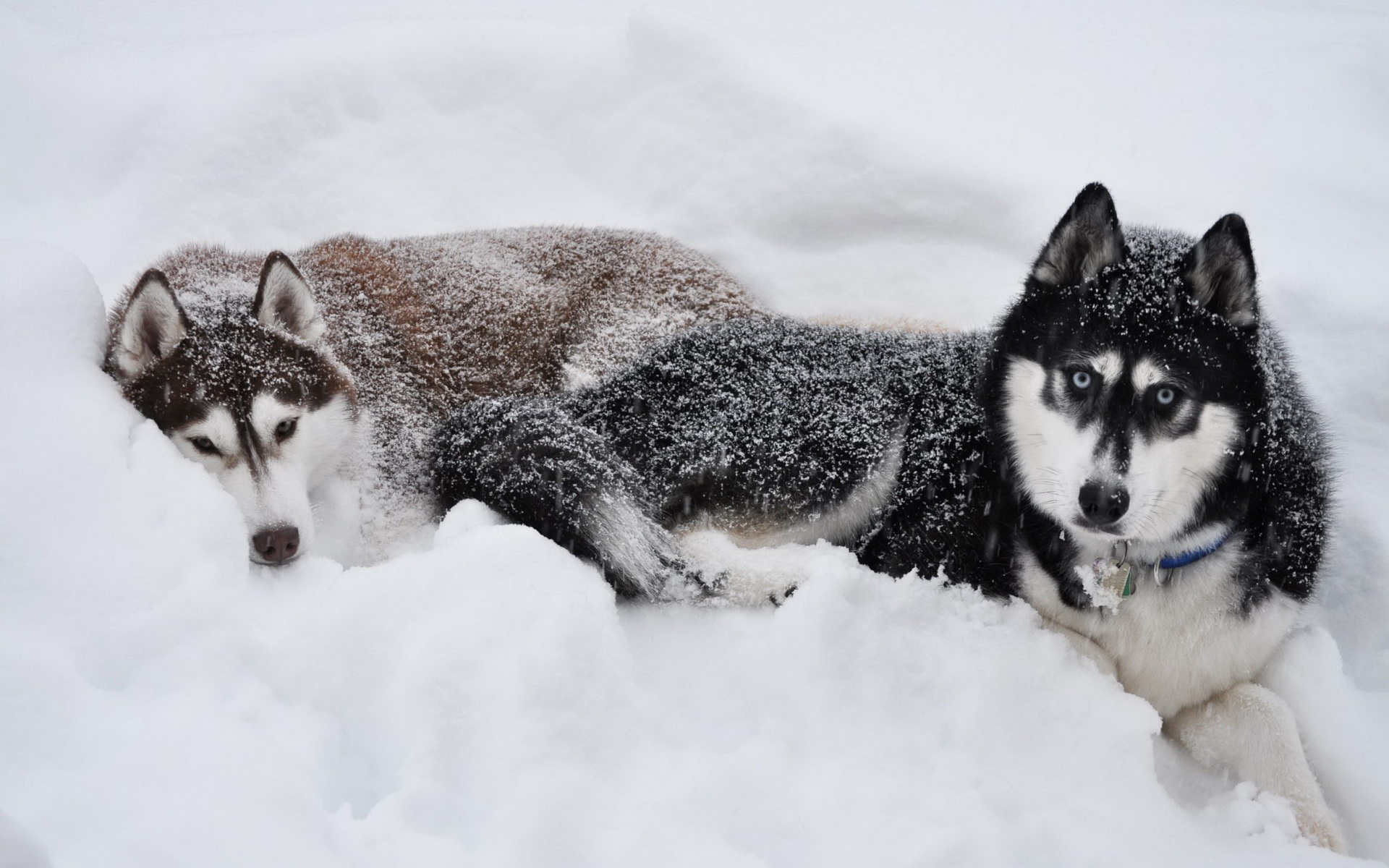 Handy-Wallpaper Tiere, Schlittenhund kostenlos herunterladen.