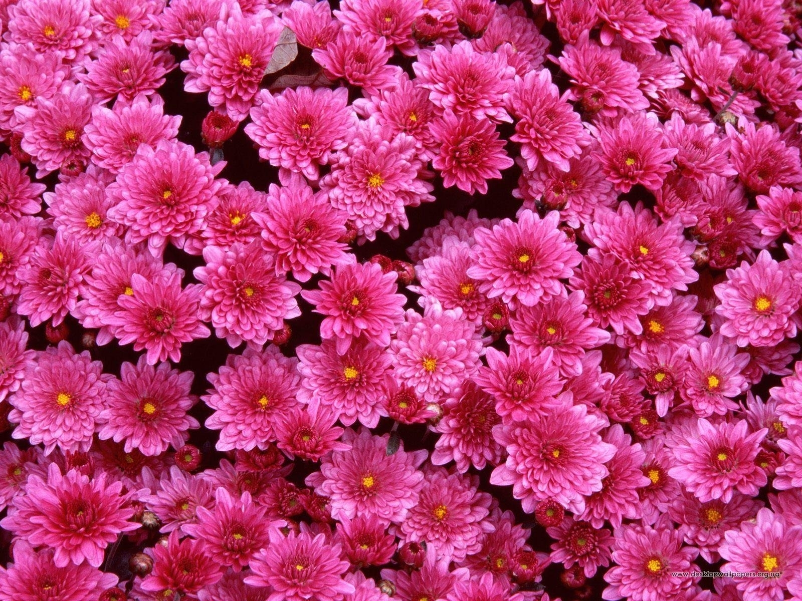 plants, background, flowers, chrysanthemum, red for android
