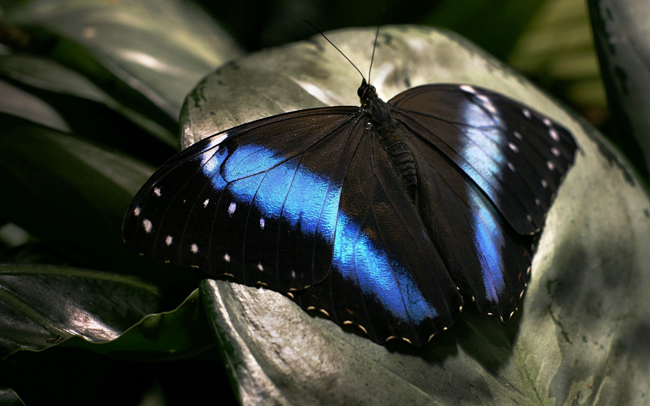 Laden Sie das Makro, Schmetterling, Flügel, Dunkel, Oberfläche-Bild kostenlos auf Ihren PC-Desktop herunter