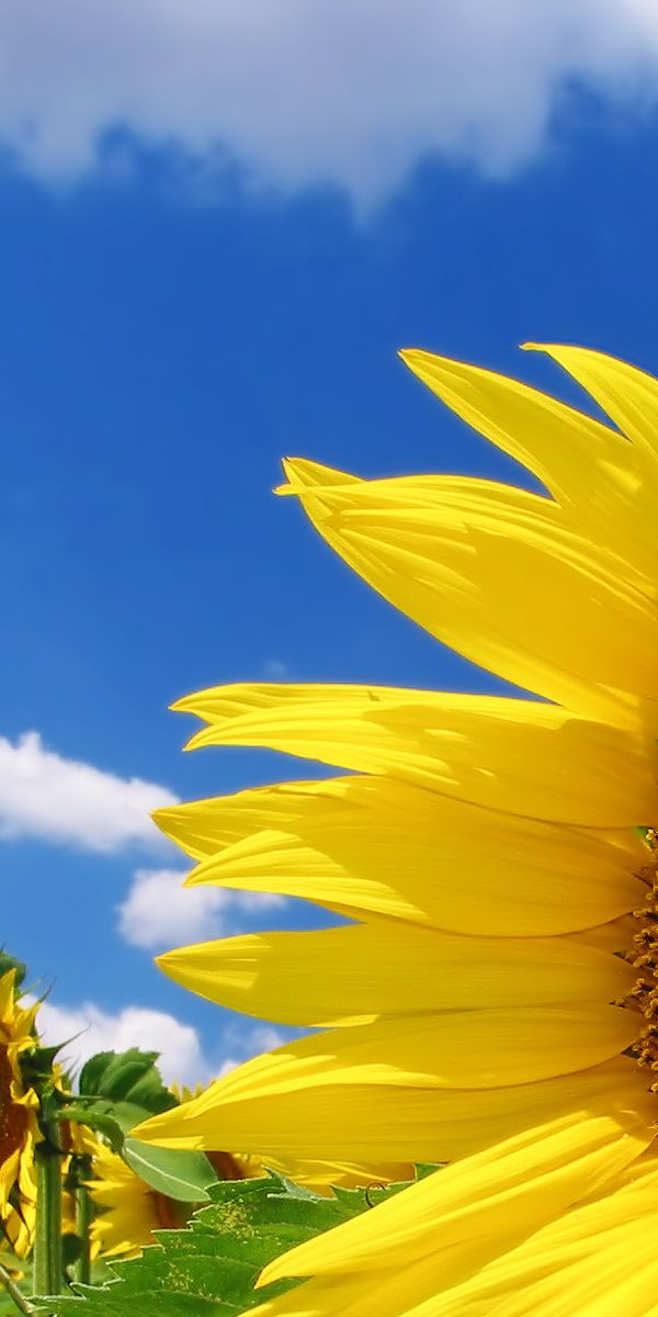 Desktop wallpaper: Sunflower, Flowers, Earth 4K free download for PC ...
