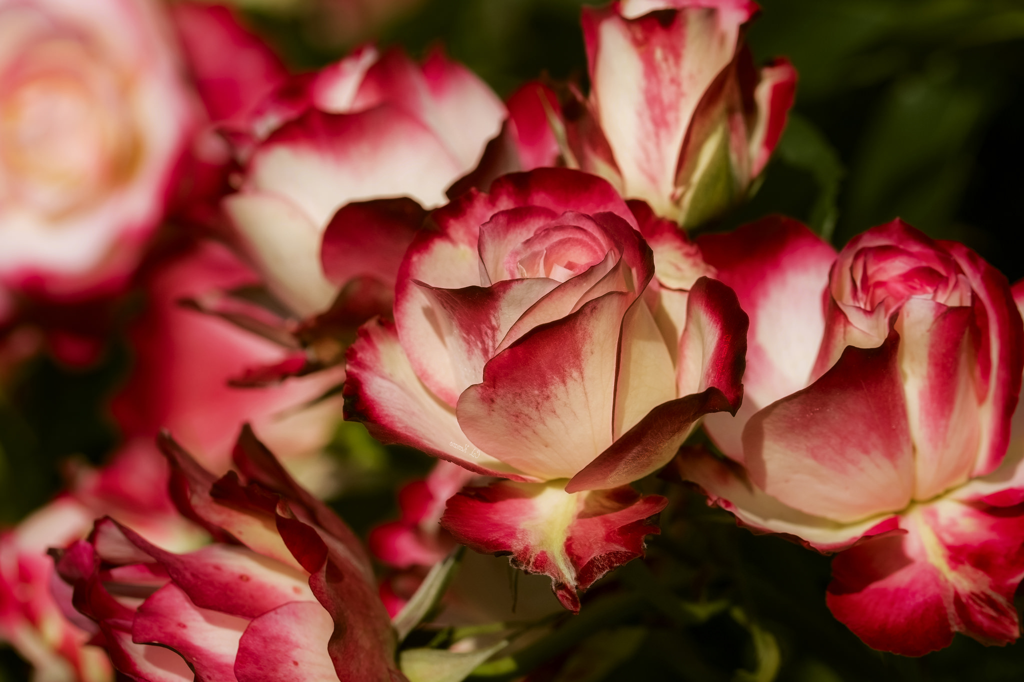 Descarga gratis la imagen Flores, Rosa, Flor, Pétalo, Tierra/naturaleza, Macrofotografía en el escritorio de tu PC