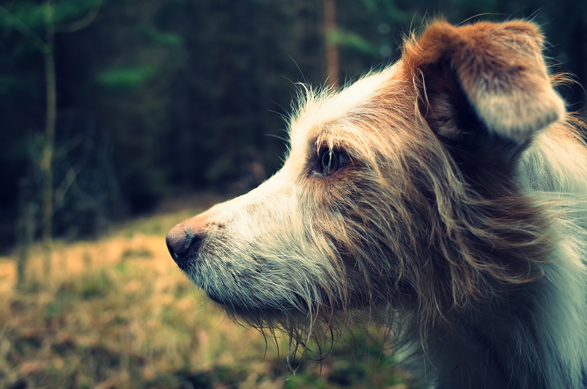 Baixar papel de parede para celular de Animais, Cães, Cão, Focinho, Perfil gratuito.