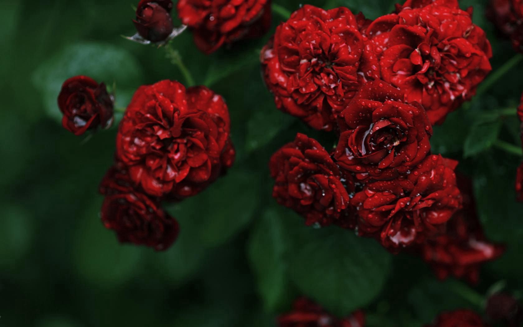64822 скачать обои розы, цветы, вода, капли, красные, макро, куст, роса, мелкие, розочки - заставки и картинки бесплатно