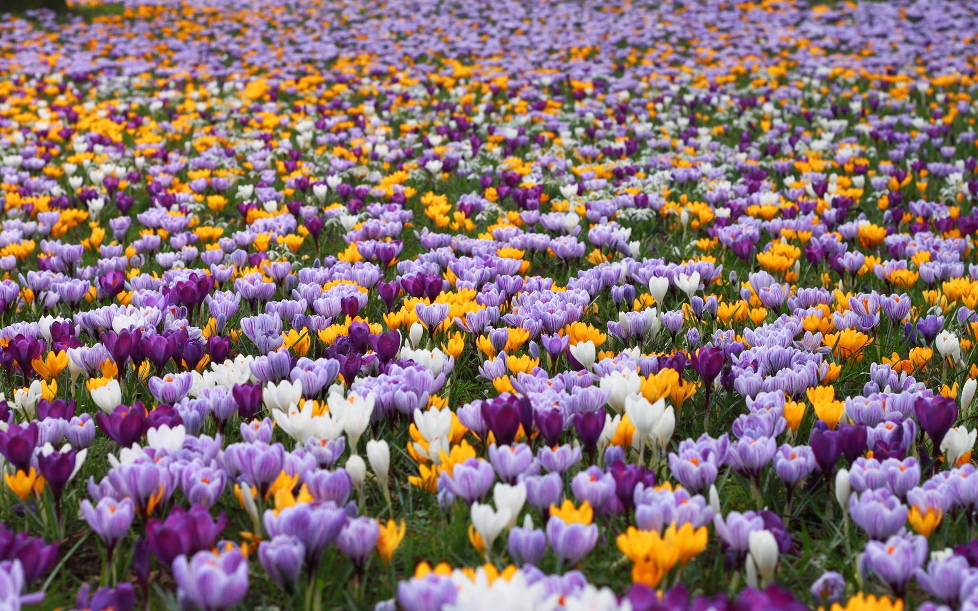 Descarga gratis la imagen Flores, Azafrán, Tierra/naturaleza en el escritorio de tu PC