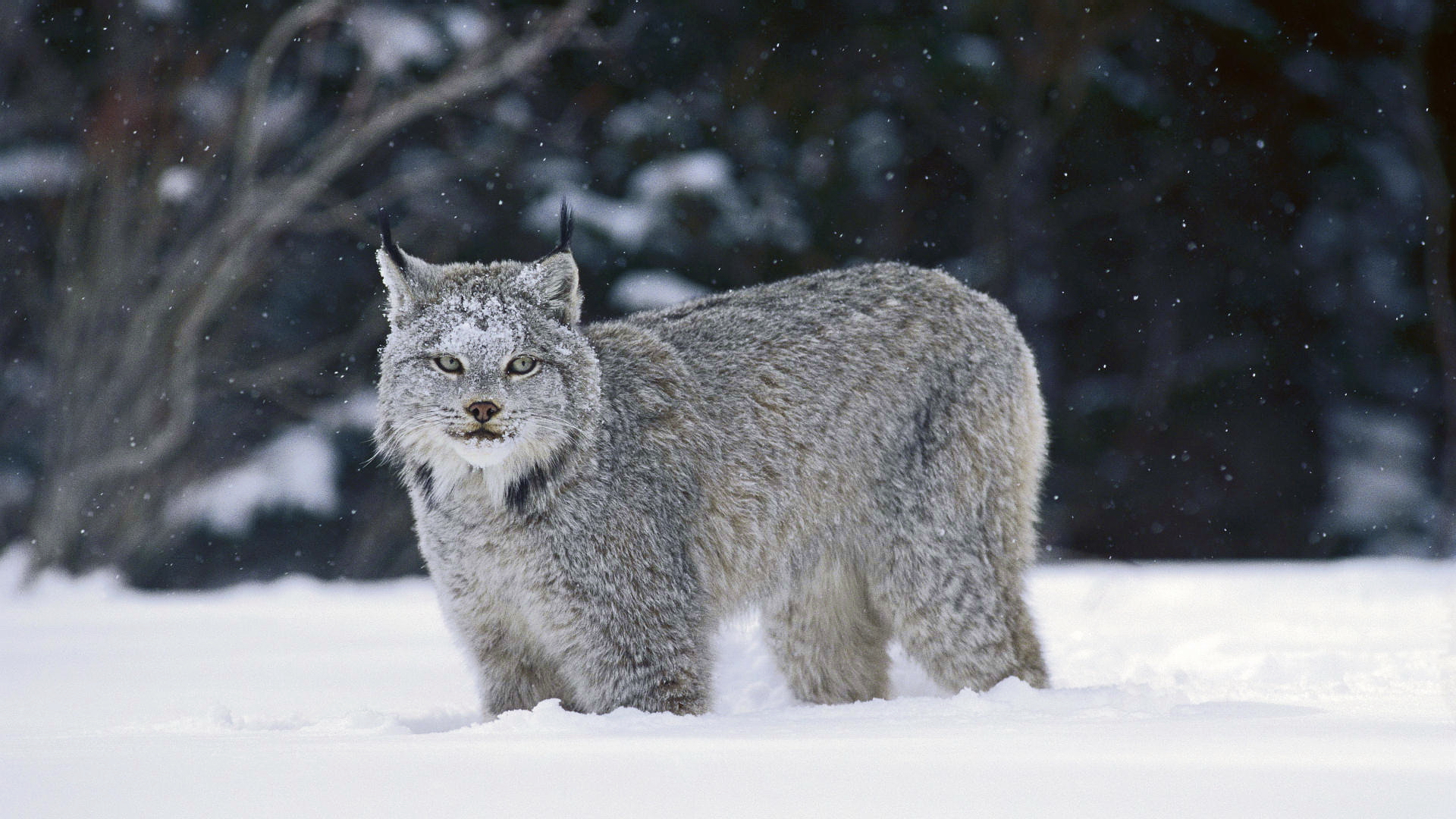 Laden Sie das Tiere, Luchs-Bild kostenlos auf Ihren PC-Desktop herunter