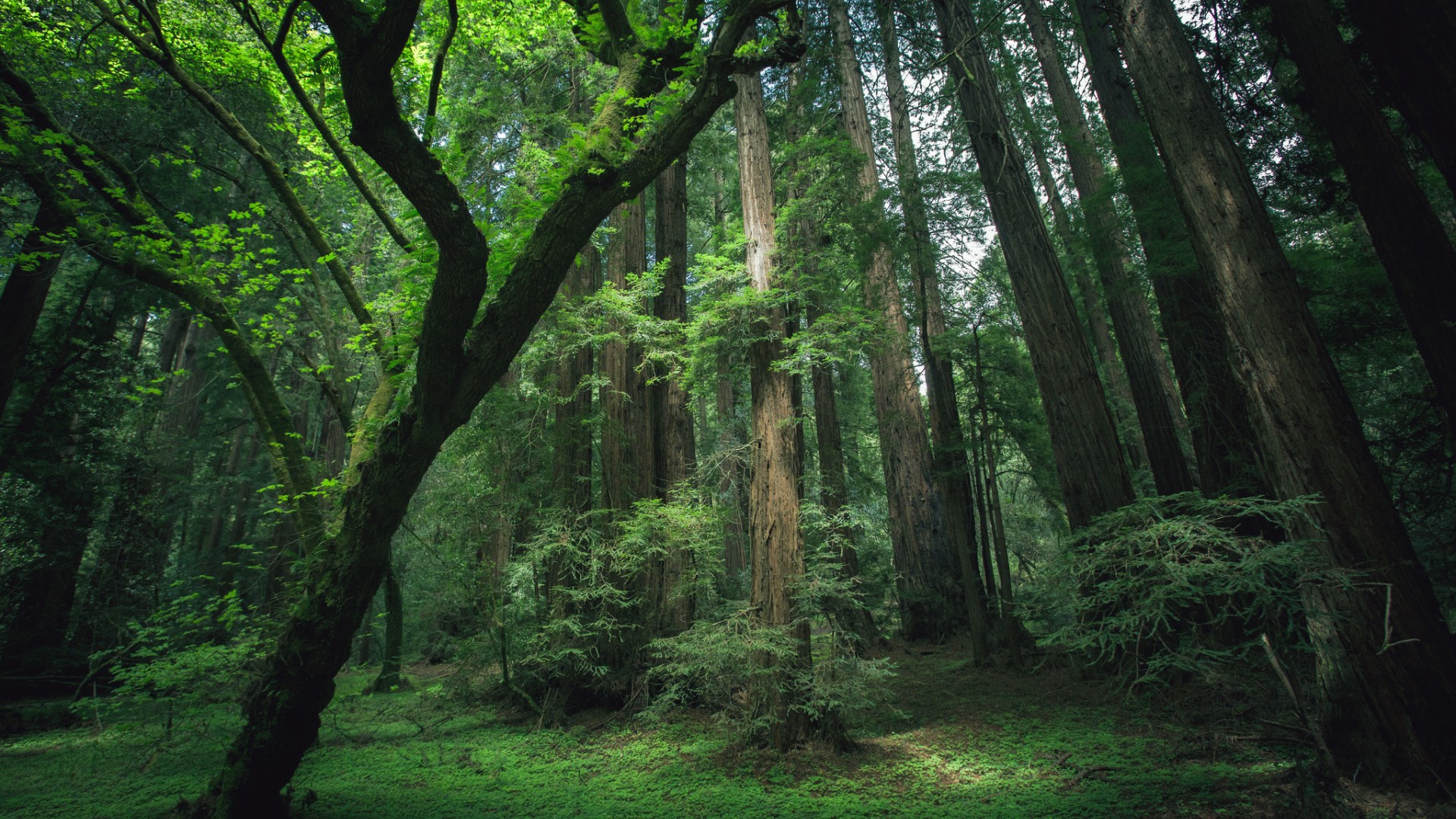 Скачать картинку Лес, Дерево, Зеленый, Солнечный Свет, Земля/природа в телефон бесплатно.