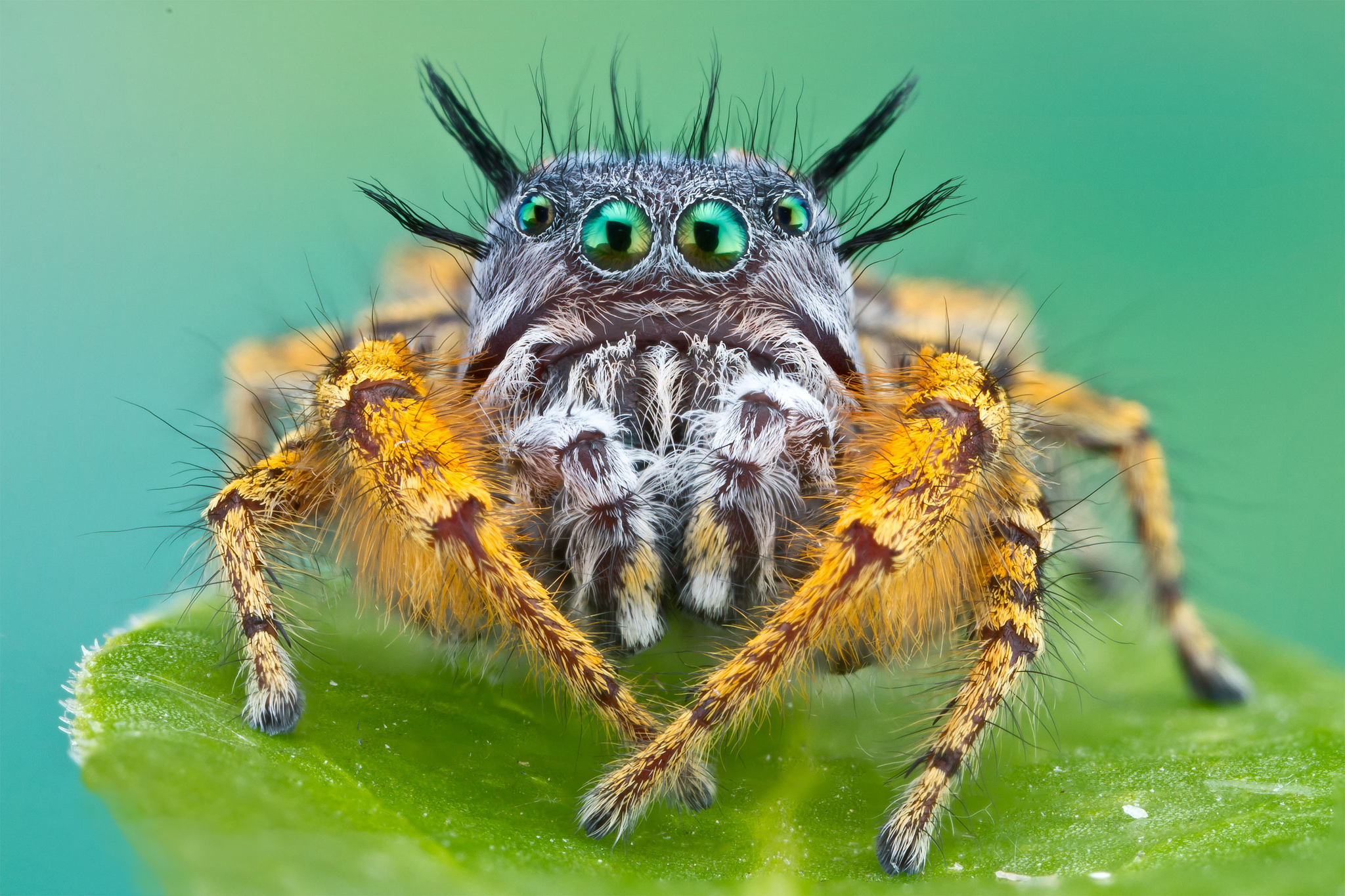 276378 descargar imagen arañas, animales, araña, arañas saltarinas: fondos de pantalla y protectores de pantalla gratis