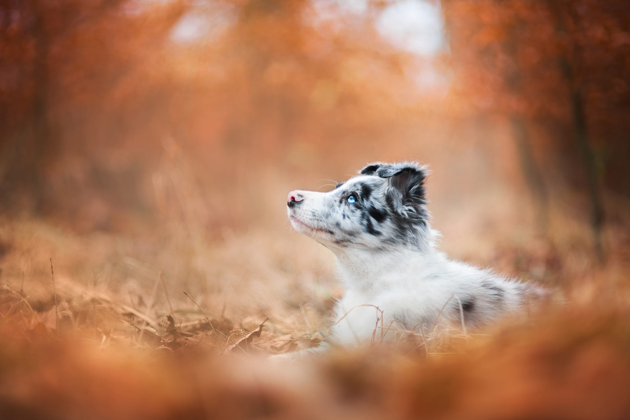 Handy-Wallpaper Tiere, Hunde, Hund, Australischer Hirte, Tiefenschärfe kostenlos herunterladen.