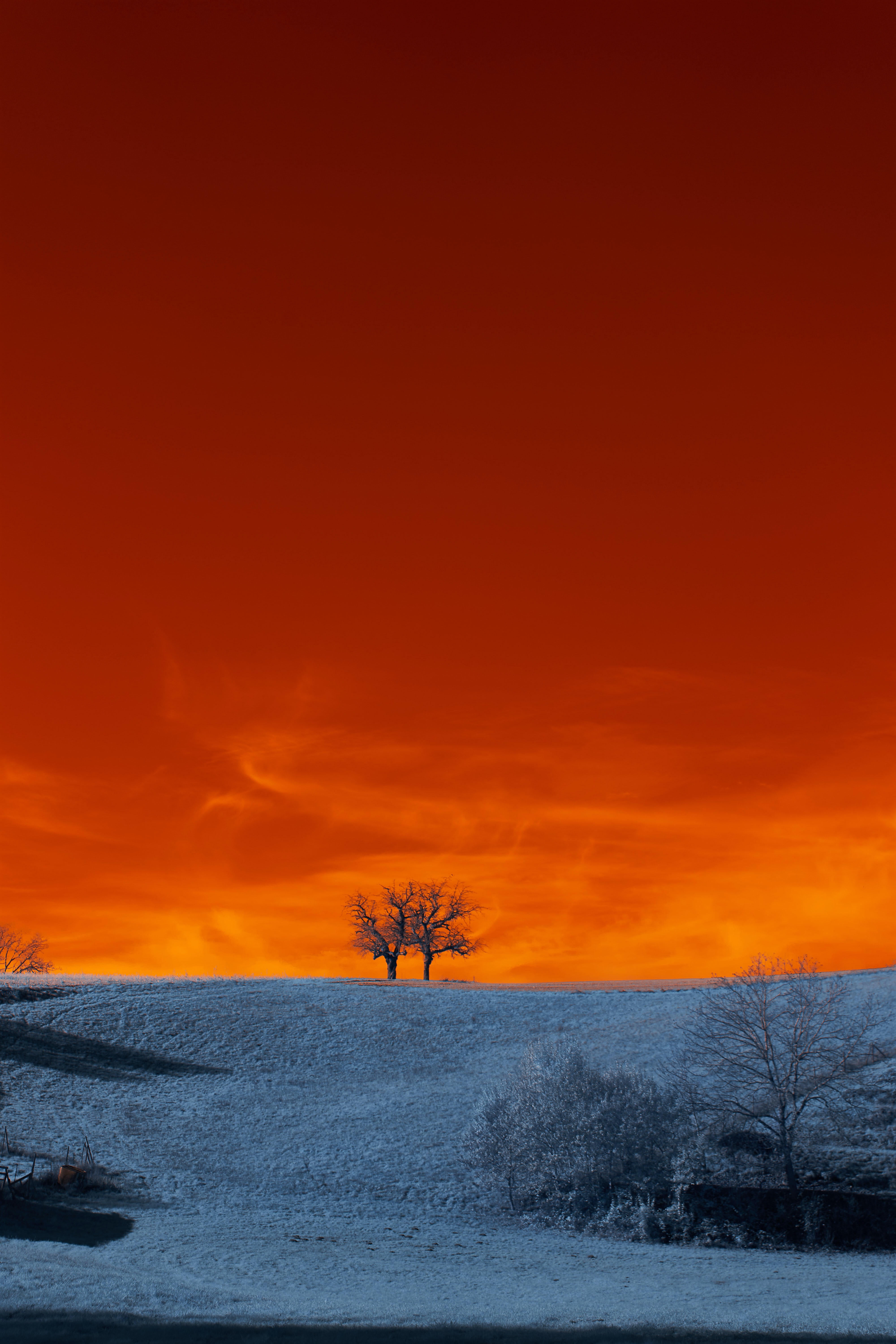 dusk, winter, nature, trees, twilight, snow High Definition image