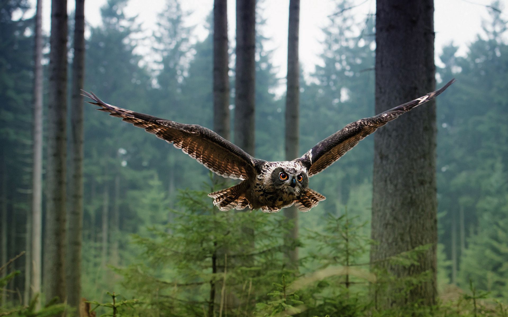 Horizontal Wallpaper owl, animals, trees, bird, forest, predator, flight