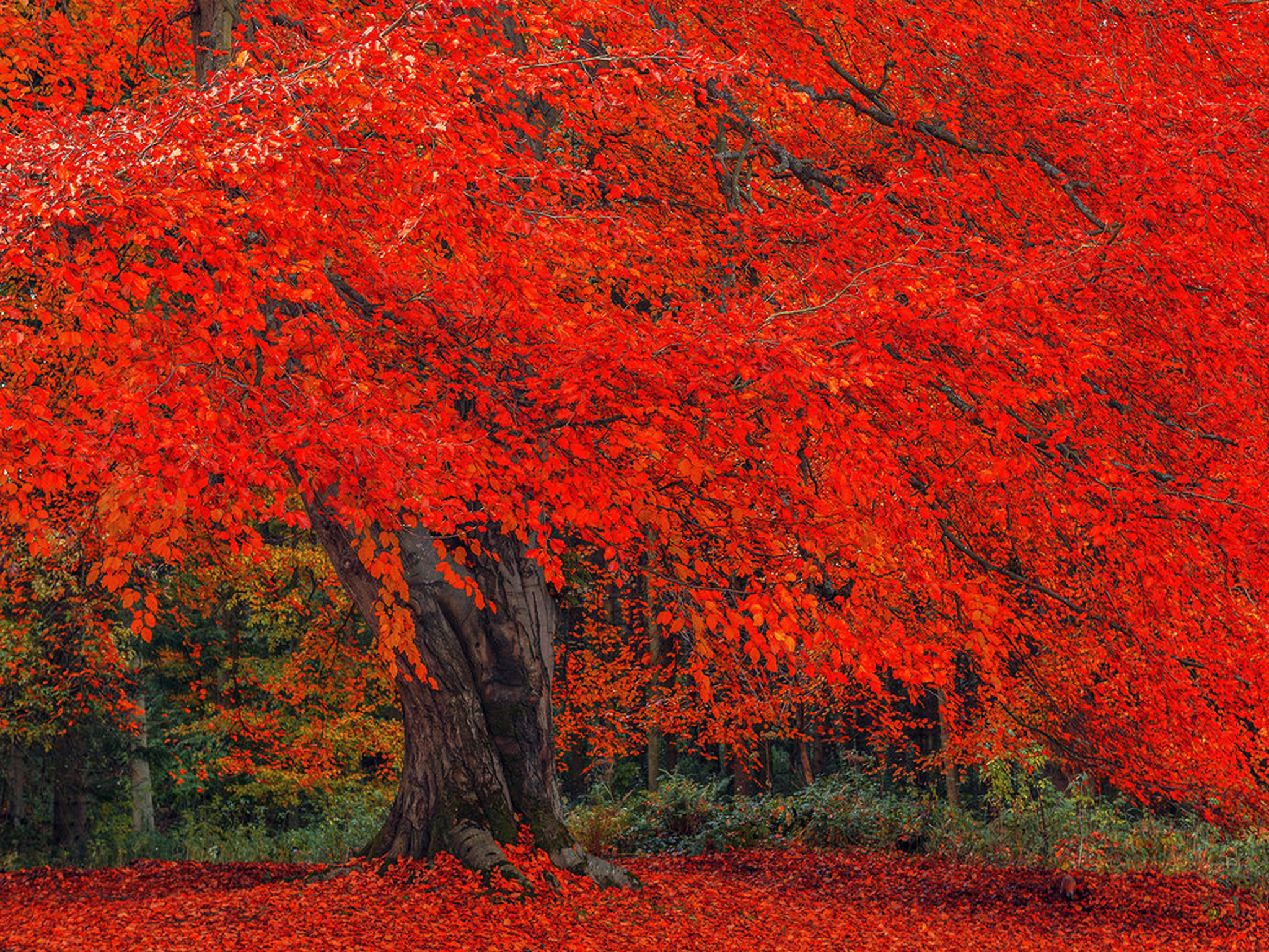 Baixar papel de parede para celular de Outono, Floresta, Árvore, Terra/natureza gratuito.
