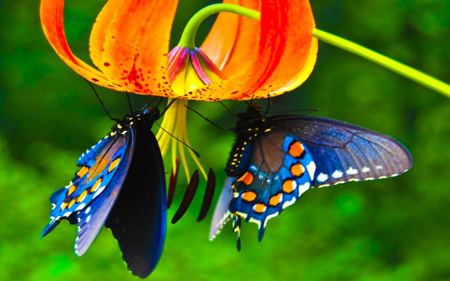 Скачать обои бесплатно Животные, Цветок, Синий, Бабочка картинка на рабочий стол ПК