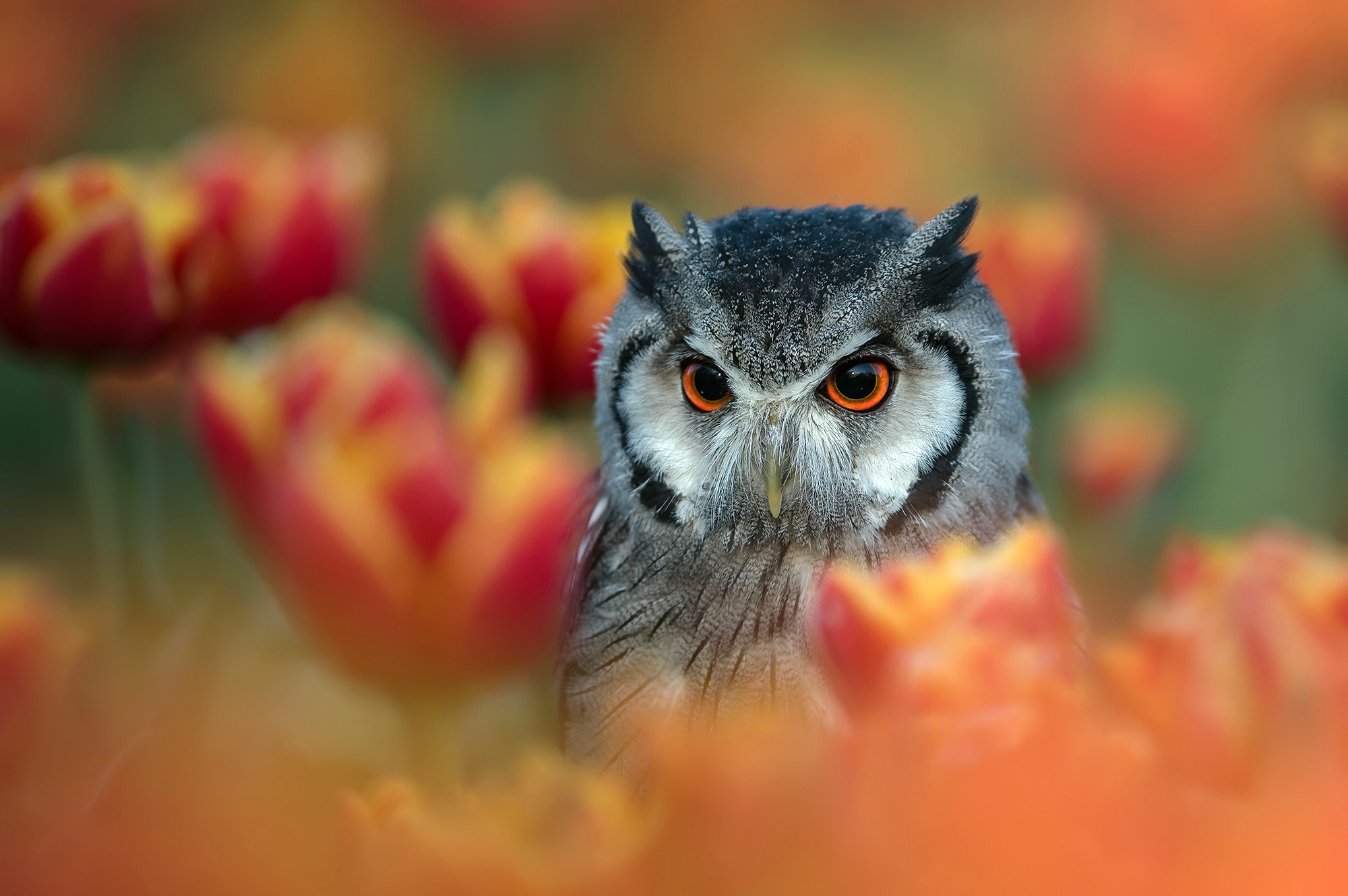 Free download wallpaper Birds, Owl, Flower, Bird, Animal on your PC desktop