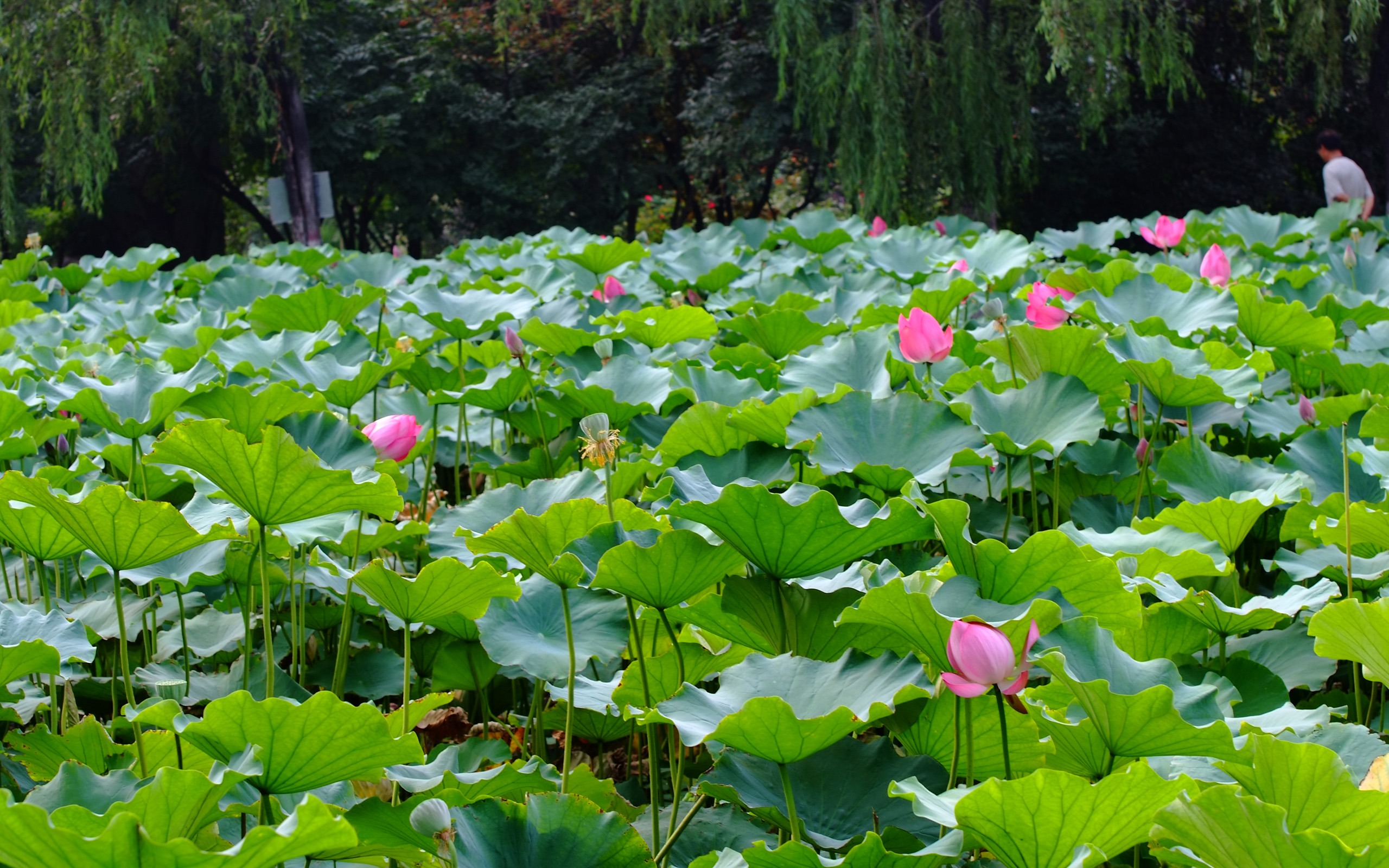 Download mobile wallpaper Lily Pad, Lotus, Flowers, Flower, Earth for free.