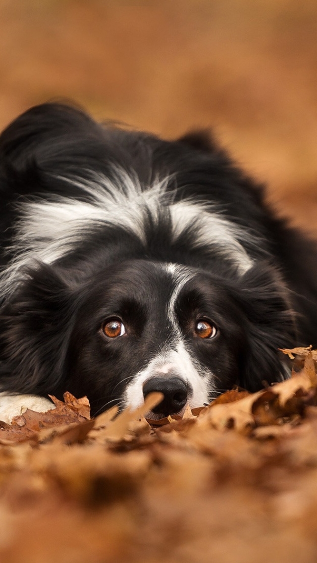 Download mobile wallpaper Dogs, Dog, Leaf, Fall, Animal, Border Collie for free.