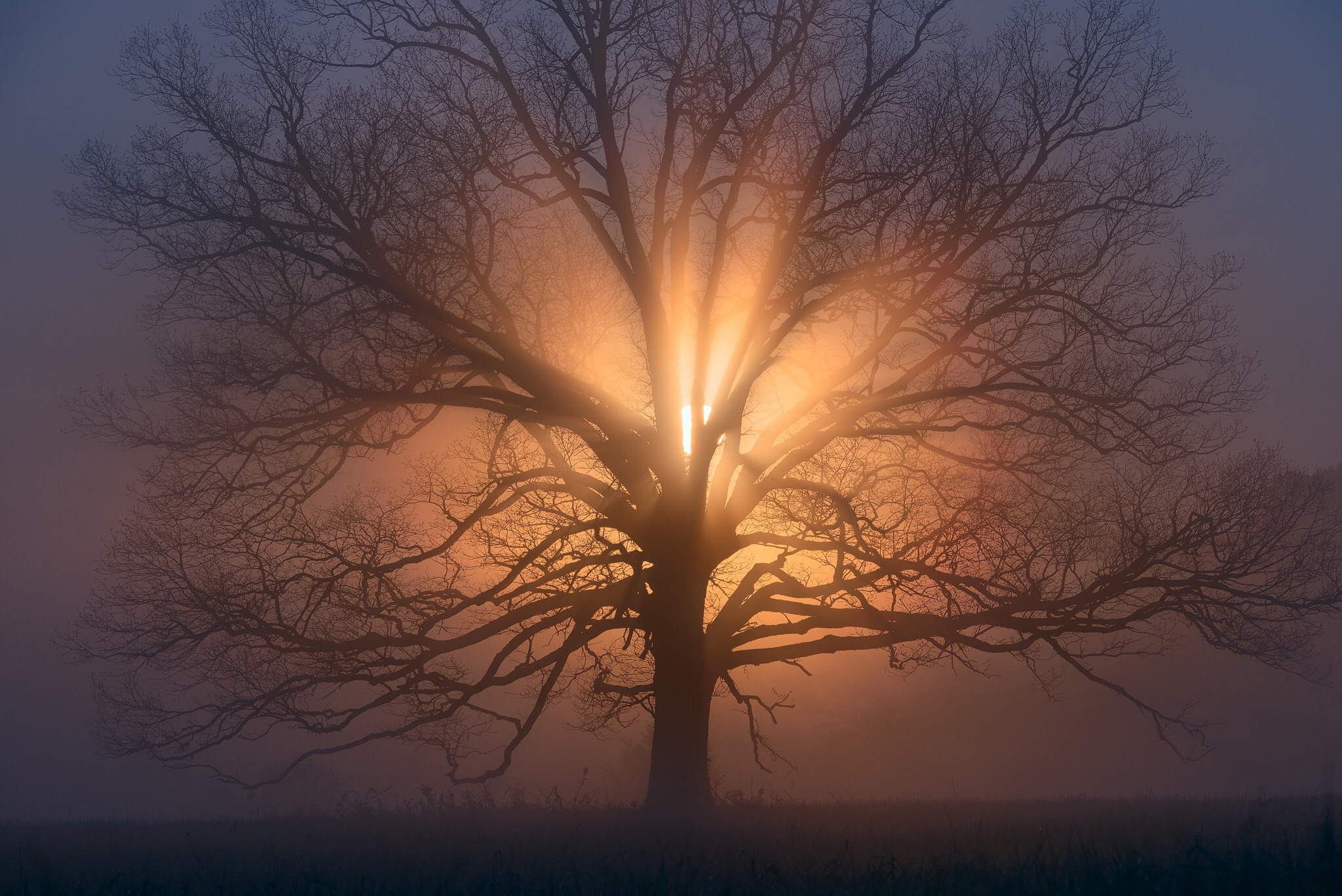 Download mobile wallpaper Nature, Trees, Tree, Fog, Earth, Sunbeam, Lonely Tree for free.