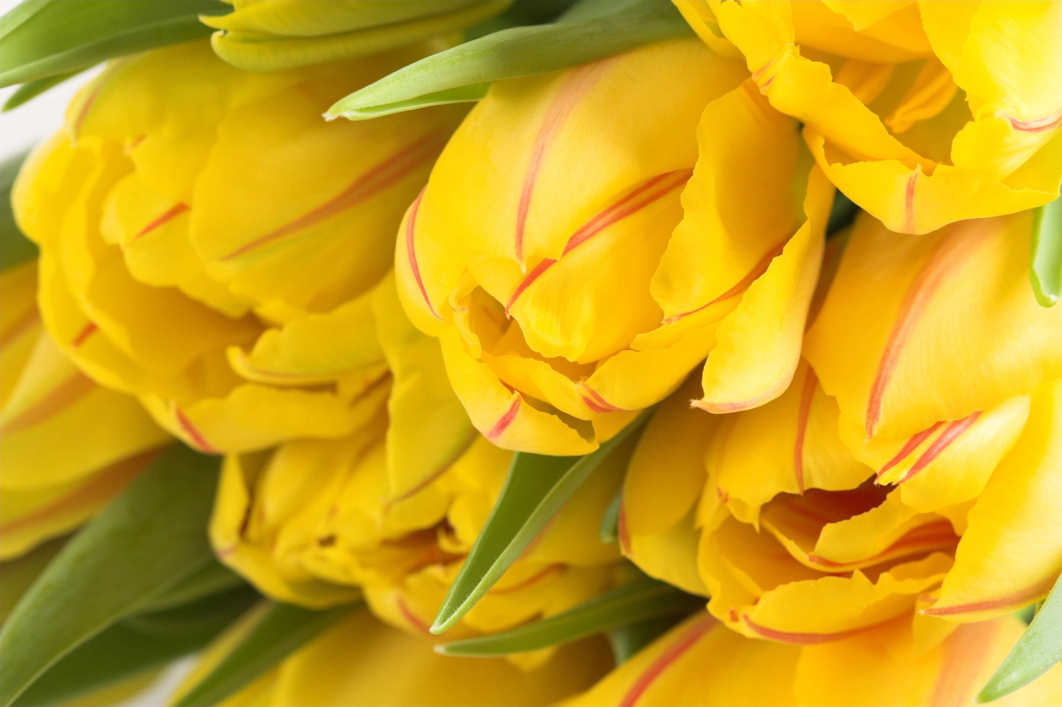 Handy-Wallpaper Tulpe, Gelbe Blume, Blumen, Blume, Erde/natur kostenlos herunterladen.