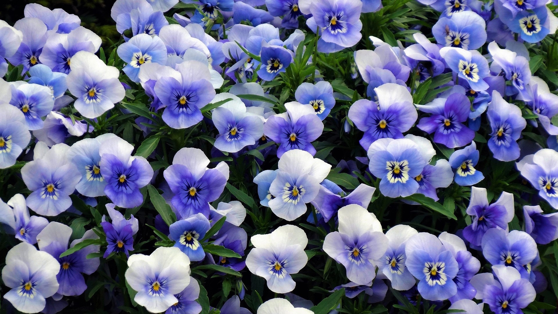 Baixe gratuitamente a imagem Flores, Flor, Flor Roxa, Terra/natureza, Amor Perfeito De Jardim na área de trabalho do seu PC