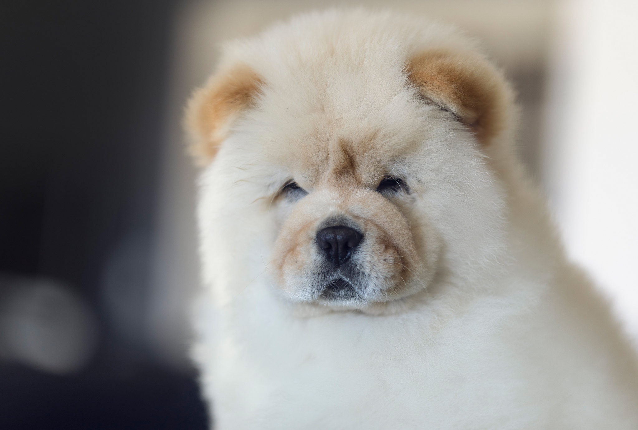 Download mobile wallpaper Dogs, Dog, Animal, Puppy, Chow Chow for free.