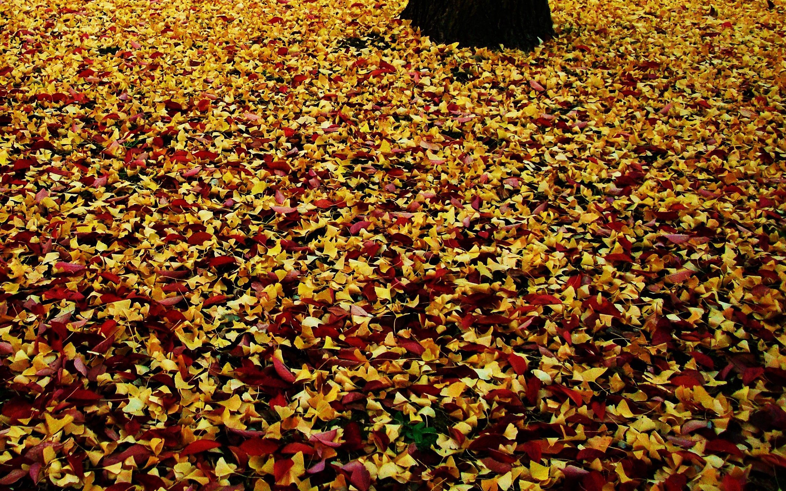 Download mobile wallpaper Autumn, Leaves, Fallen, Park, Foliage, Nature for free.