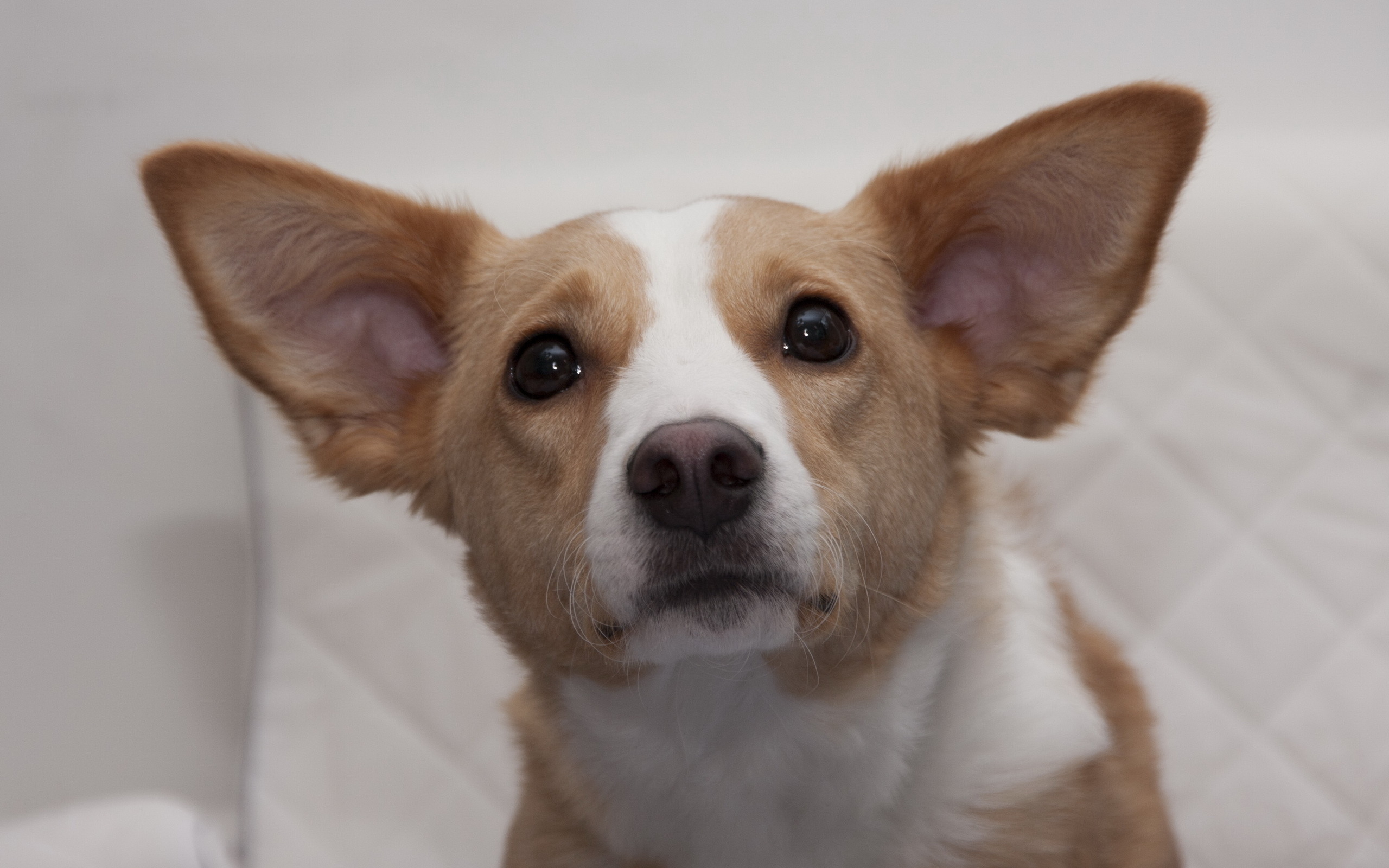 Téléchargez des papiers peints mobile Animaux, Chiens, Chien gratuitement.