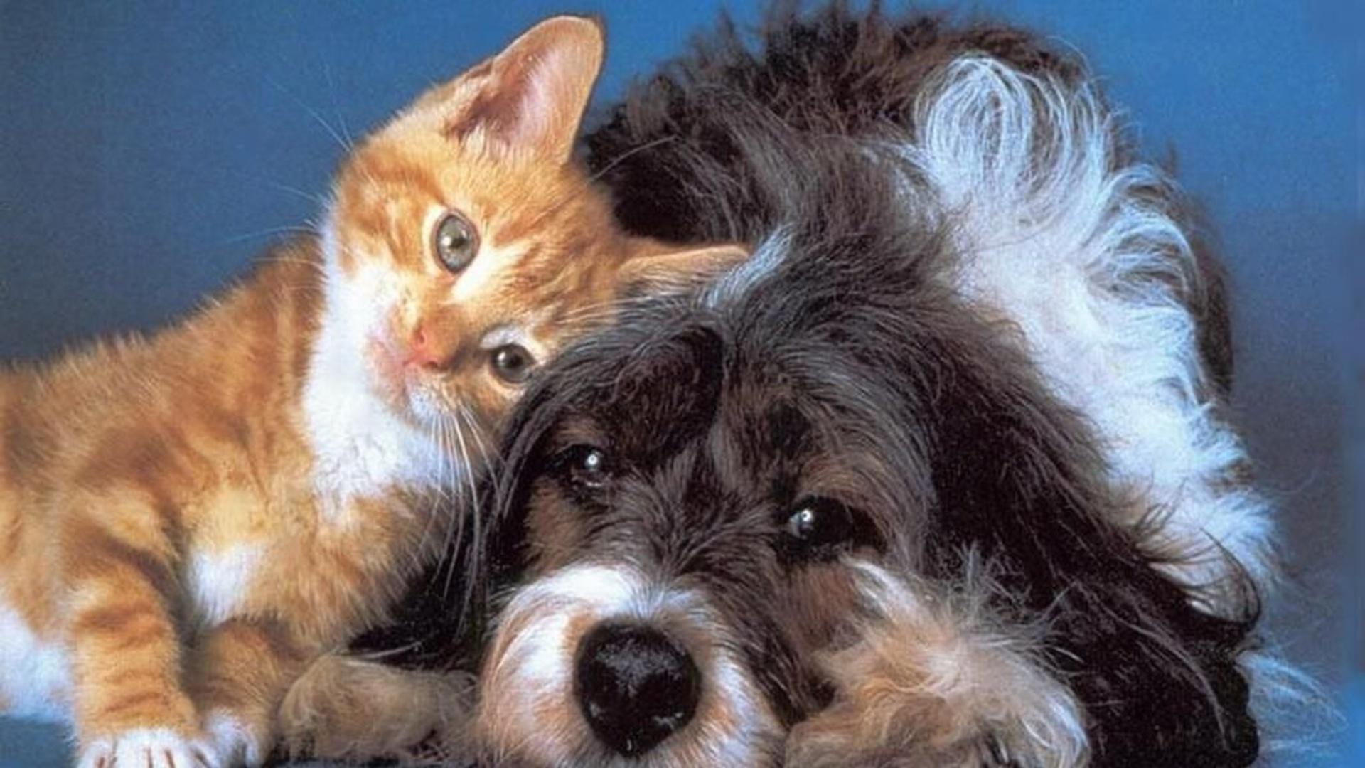 Descarga gratis la imagen Animales, Gato, Perro, Perro Y Gato en el escritorio de tu PC