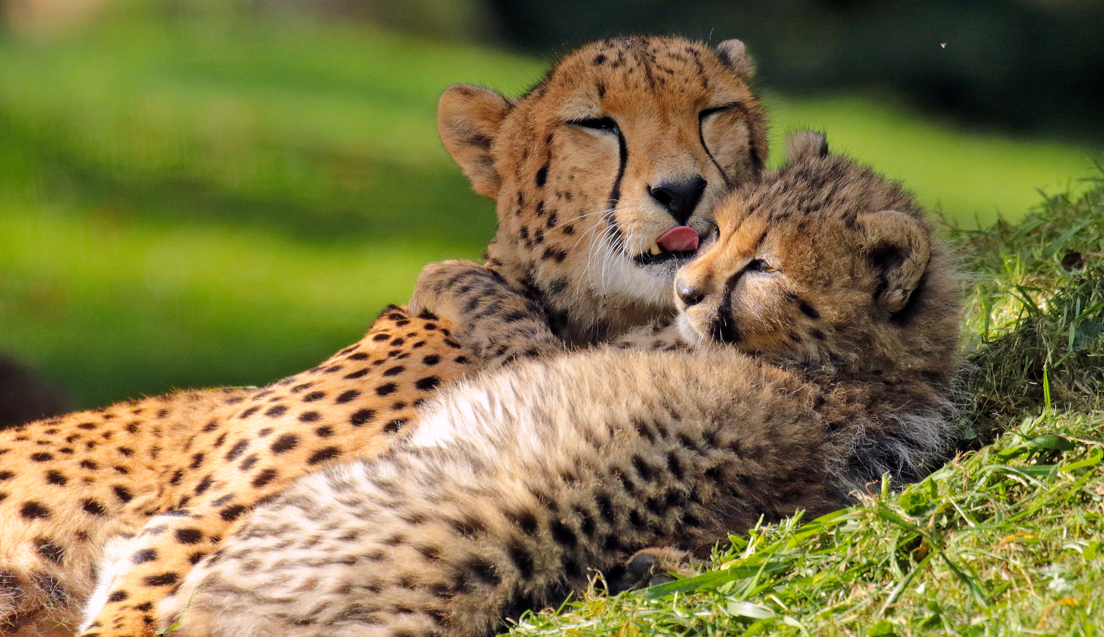 Téléchargez gratuitement l'image Animaux, Chats, Guépard, Lionceau, Bébé Animal sur le bureau de votre PC