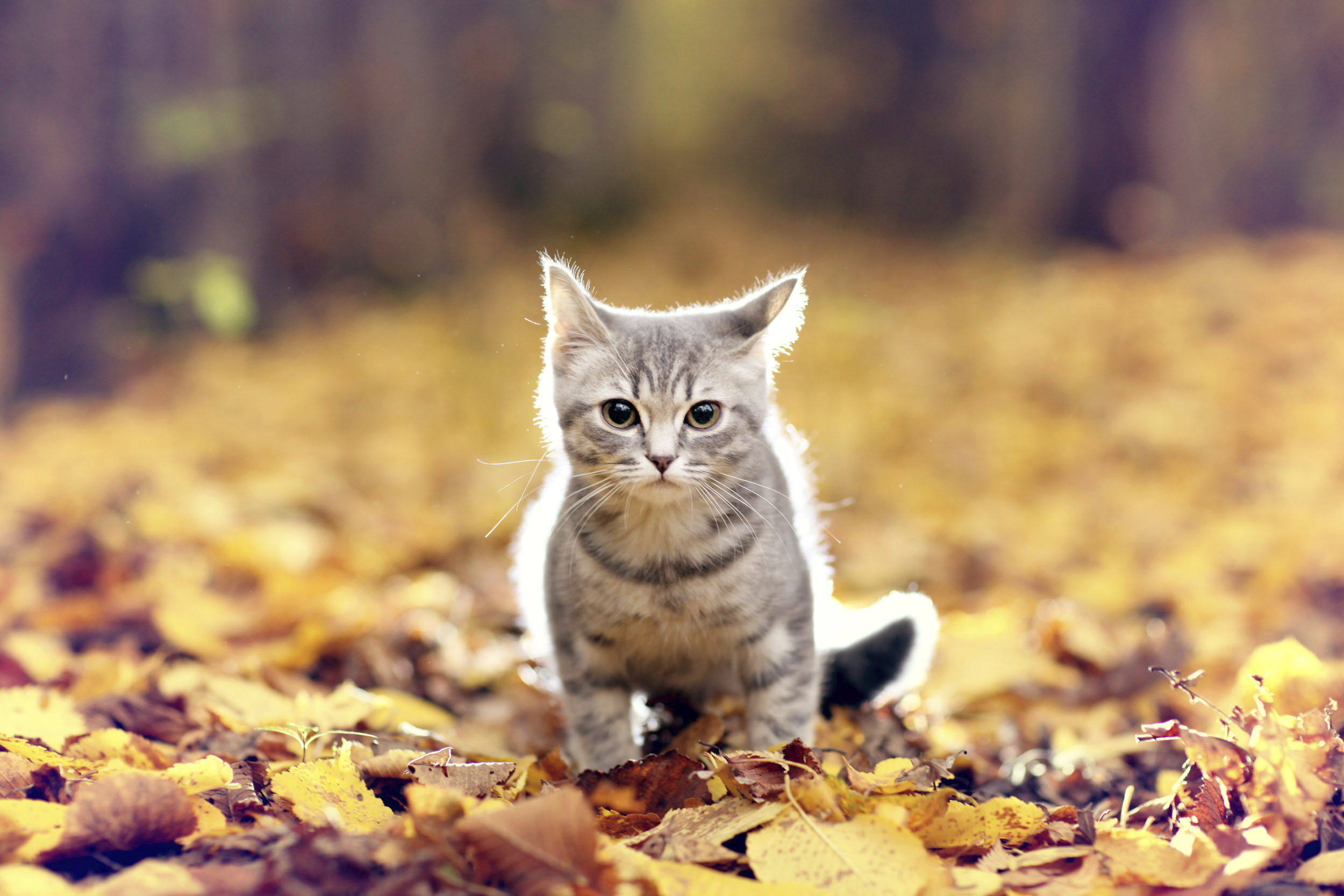 PCデスクトップに動物, 秋, 葉, ネコ, 猫, 子猫, 見詰める画像を無料でダウンロード