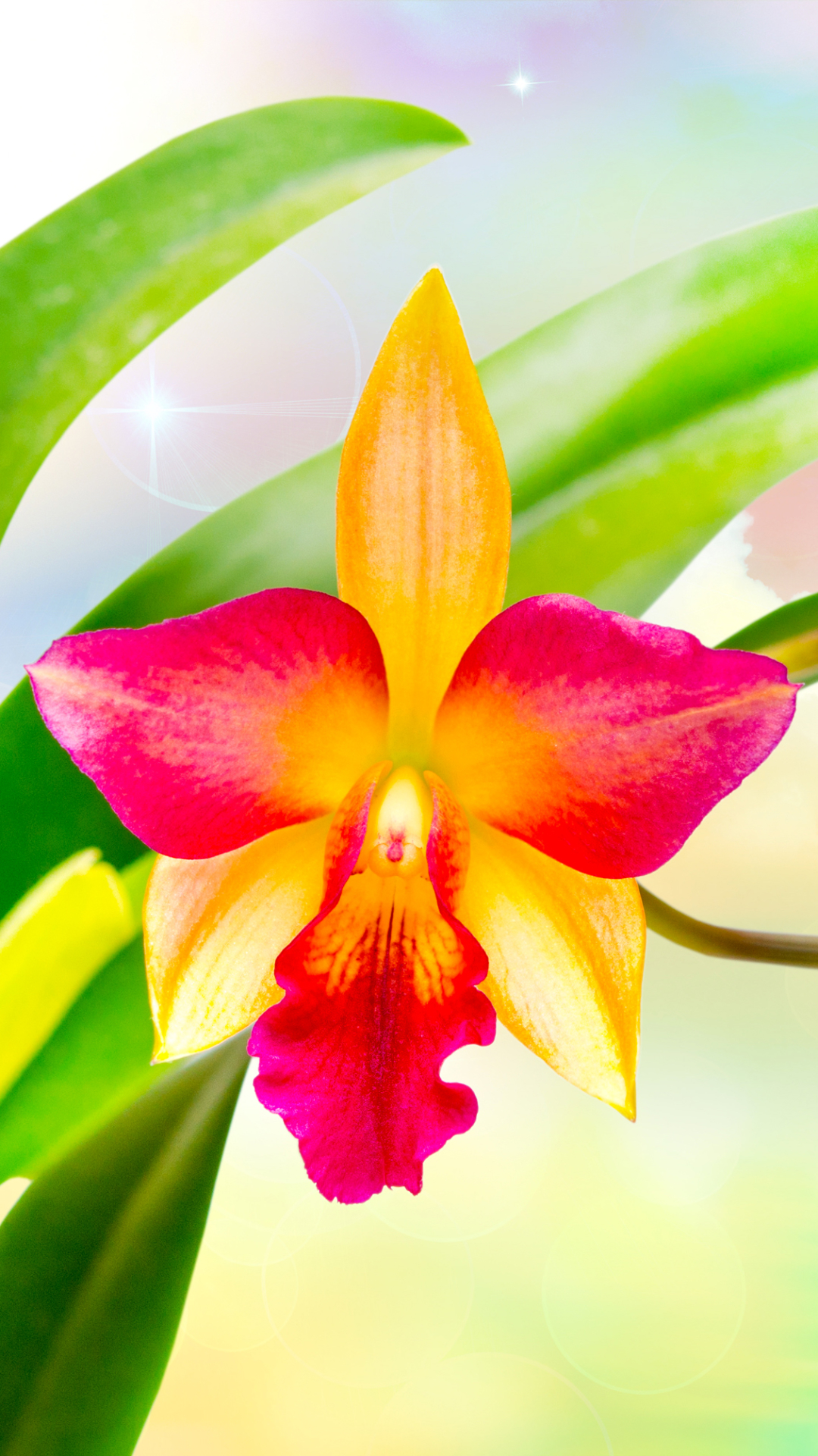 Handy-Wallpaper Blumen, Blume, Orchidee, Erde/natur kostenlos herunterladen.