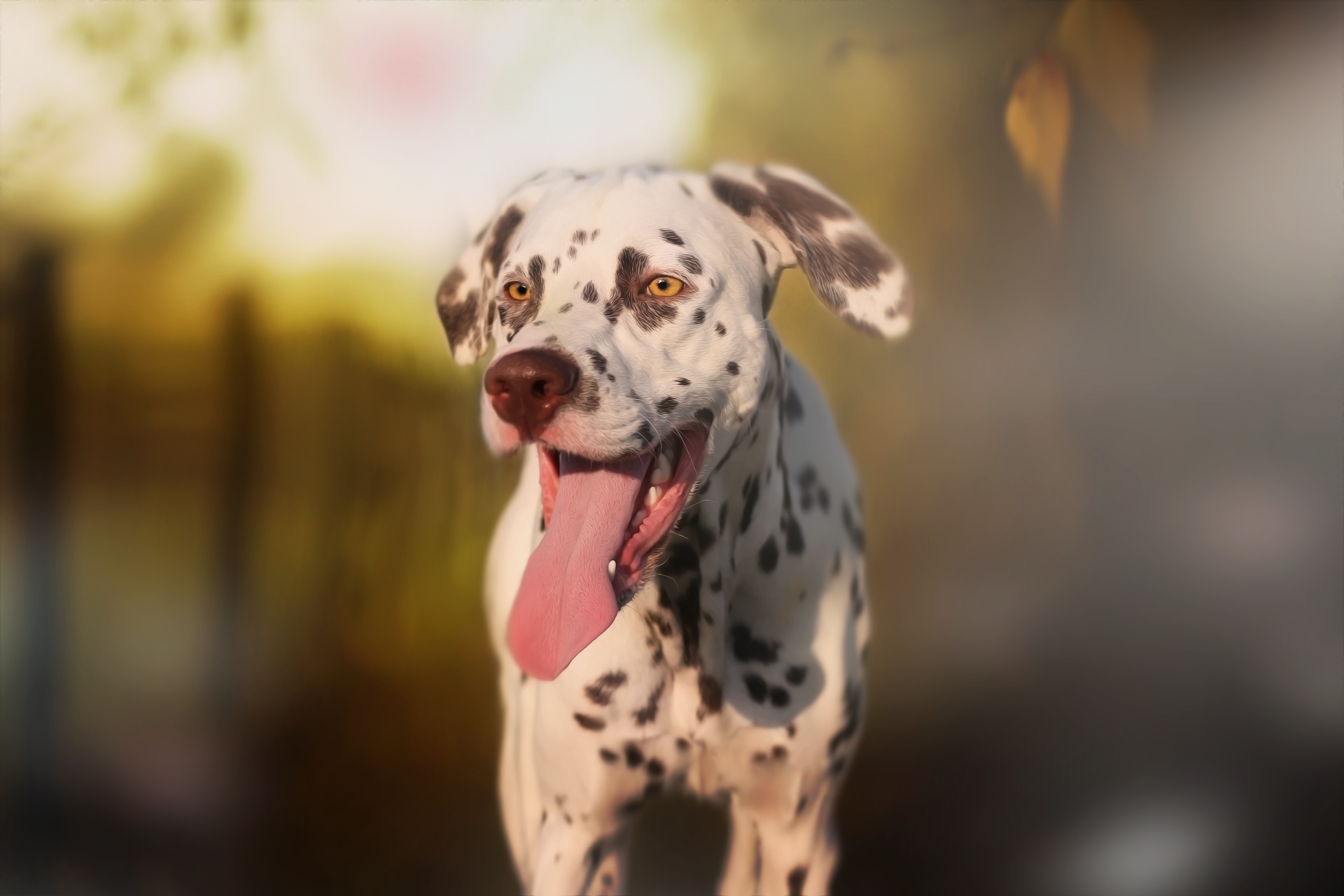 Download mobile wallpaper Dogs, Animal, Dalmatian for free.
