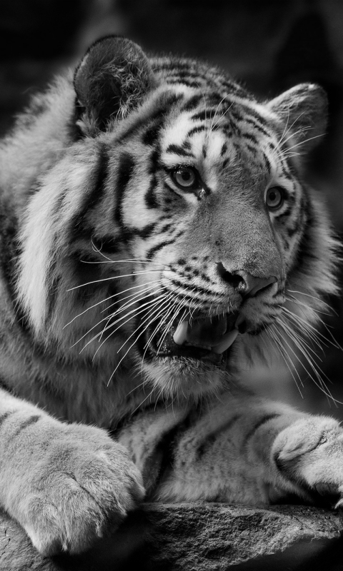 Download mobile wallpaper Cats, Tiger, Animal, Black & White for free.